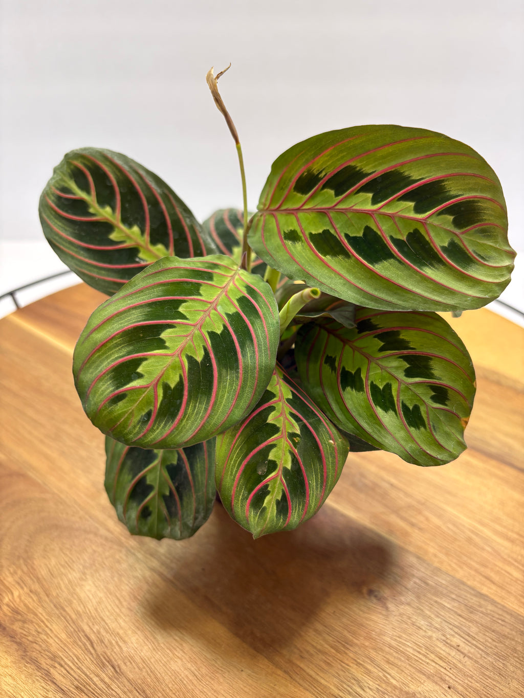 🌿 Red Prayer Plant (Maranta leuconeura) -3.5” Pot 🌿