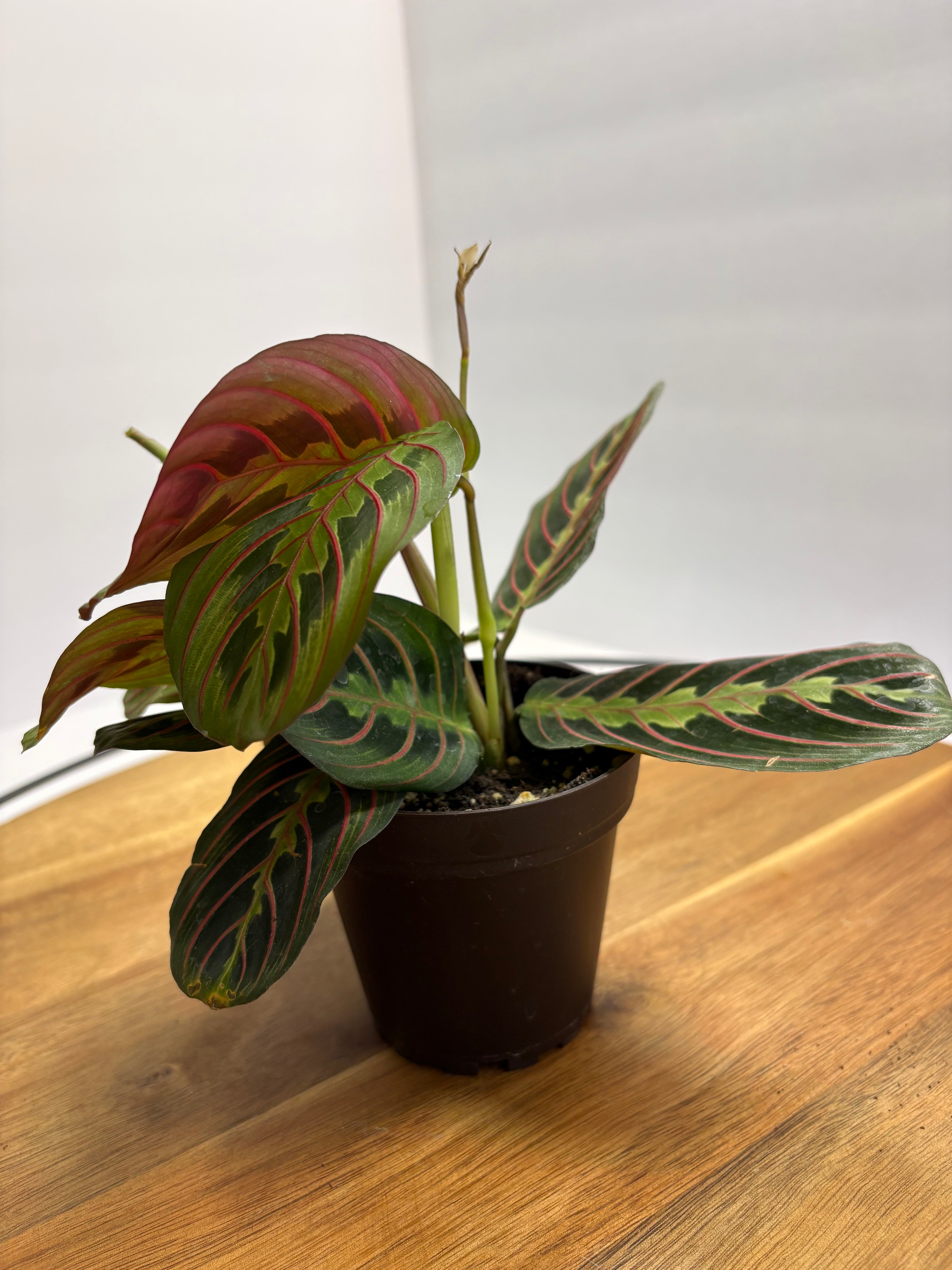 🌿 Red Prayer Plant (Maranta leuconeura) -3.5” Pot 🌿