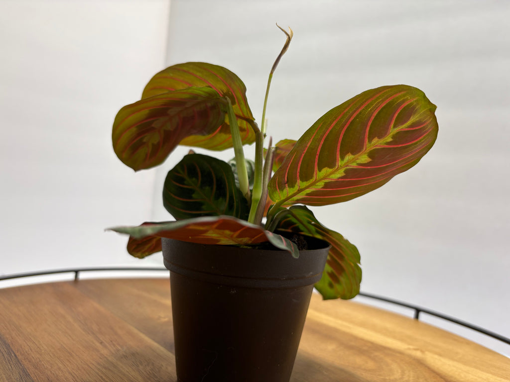 🌿 Red Prayer Plant (Maranta leuconeura) -3.5” Pot 🌿
