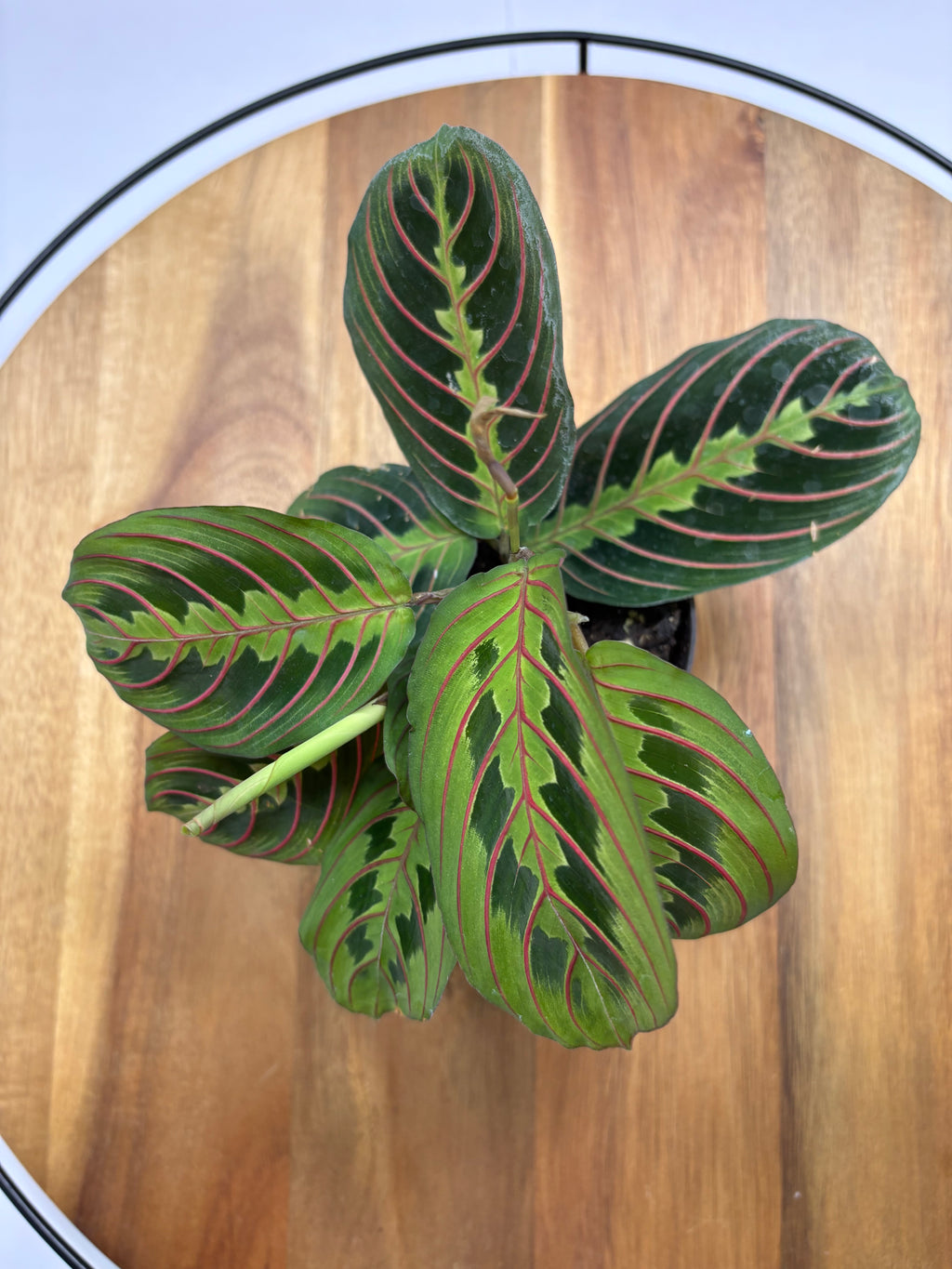 🌿 Red Prayer Plant (Maranta leuconeura) -3.5” Pot 🌿