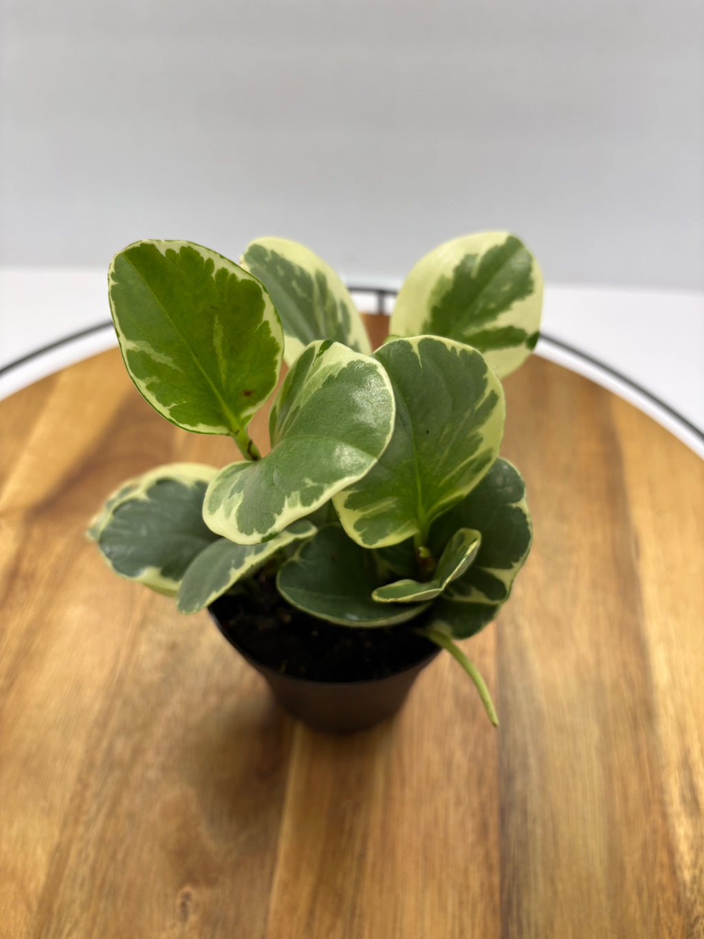 🌿 Peperomia Obtusifolia Variegata 3” Pot🌿