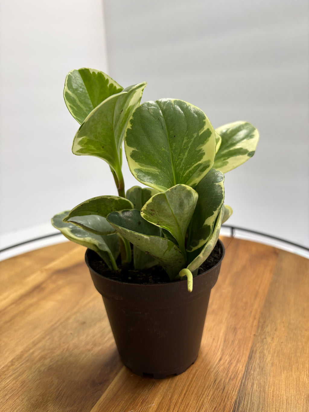 🌿 Peperomia Obtusifolia Variegata 3” Pot🌿