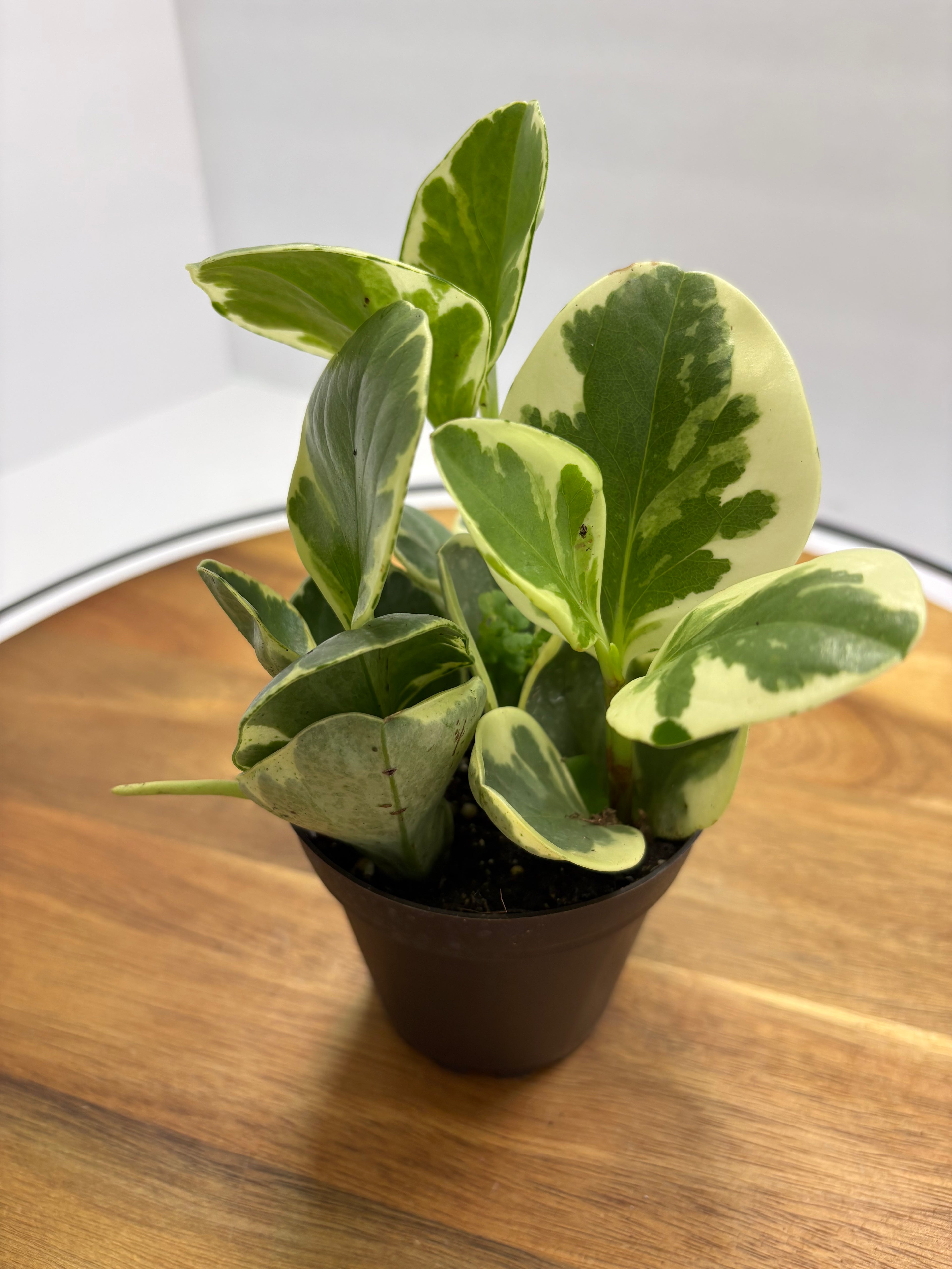🌿 Peperomia Obtusifolia Variegata 3” Pot🌿