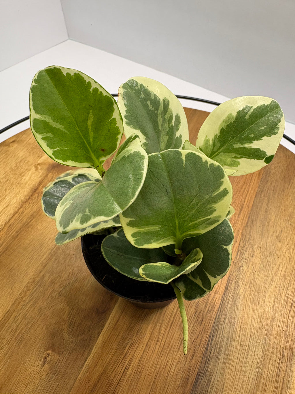 🌿 Peperomia Obtusifolia Variegata 3” Pot🌿