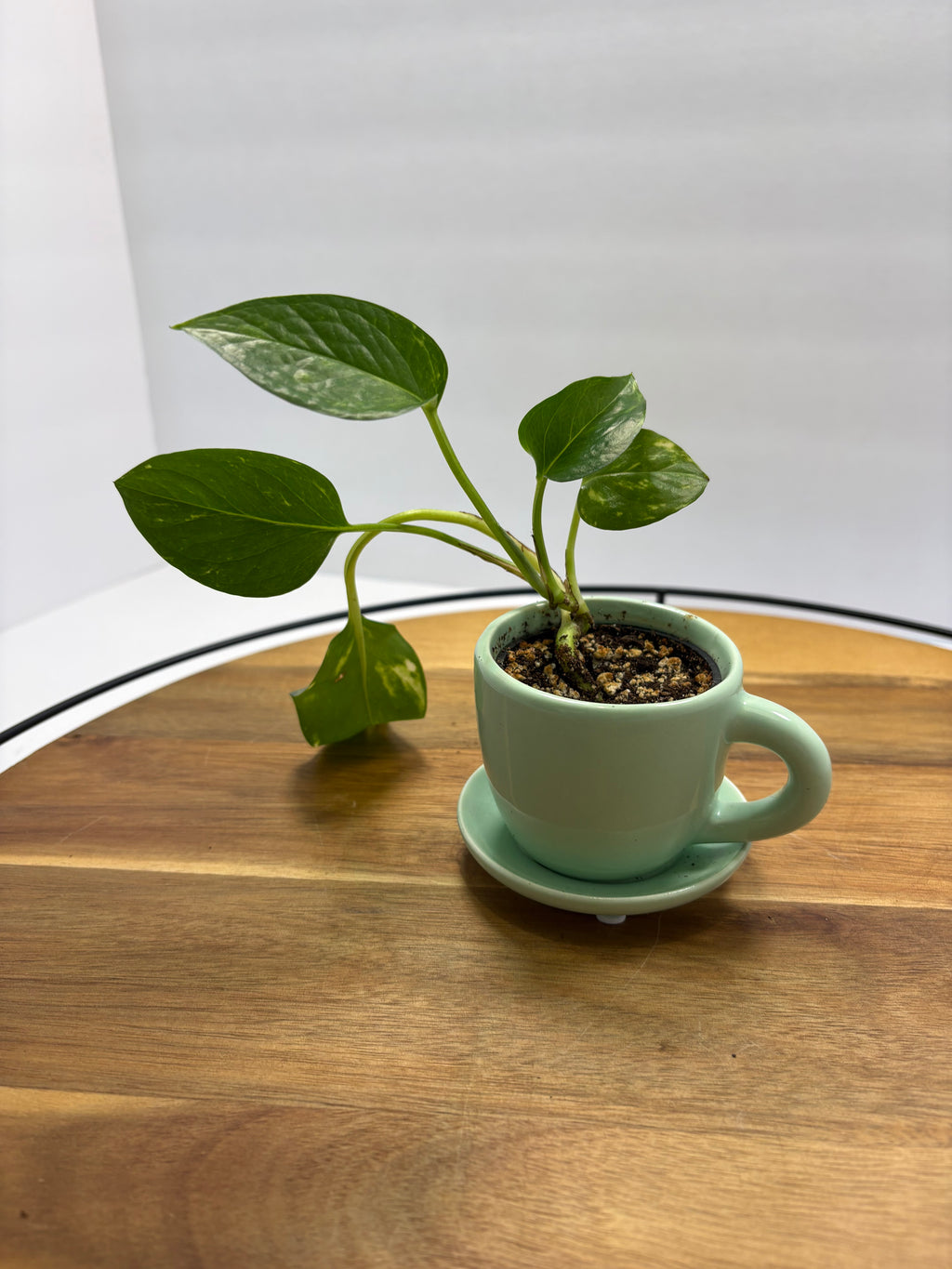 🌿 Mini Golden Pothos – 1.5” Nursery Pot in Ceramic Teacup Planter 🌿