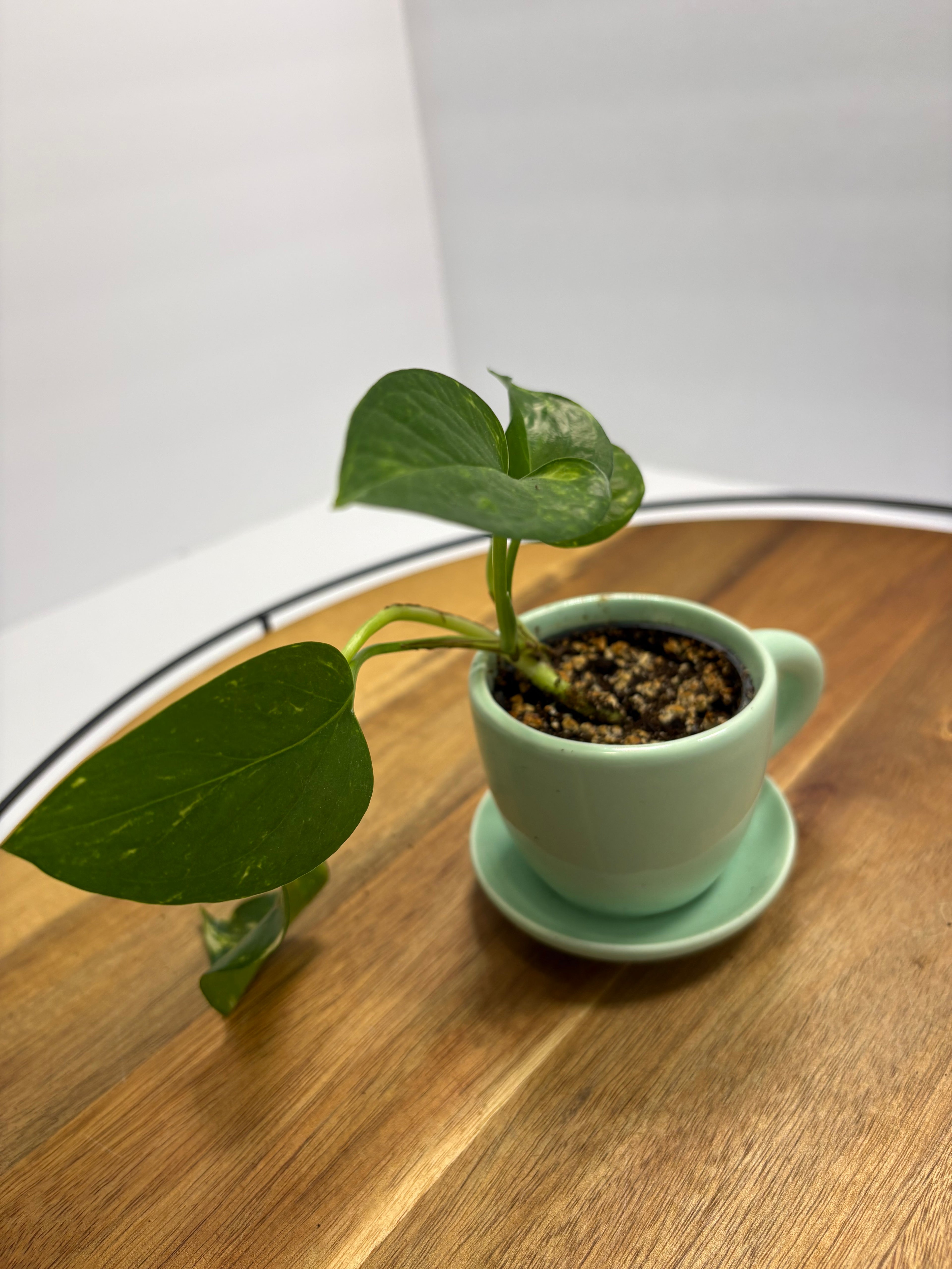 🌿 Mini Golden Pothos – 1.5” Nursery Pot in Ceramic Teacup Planter 🌿