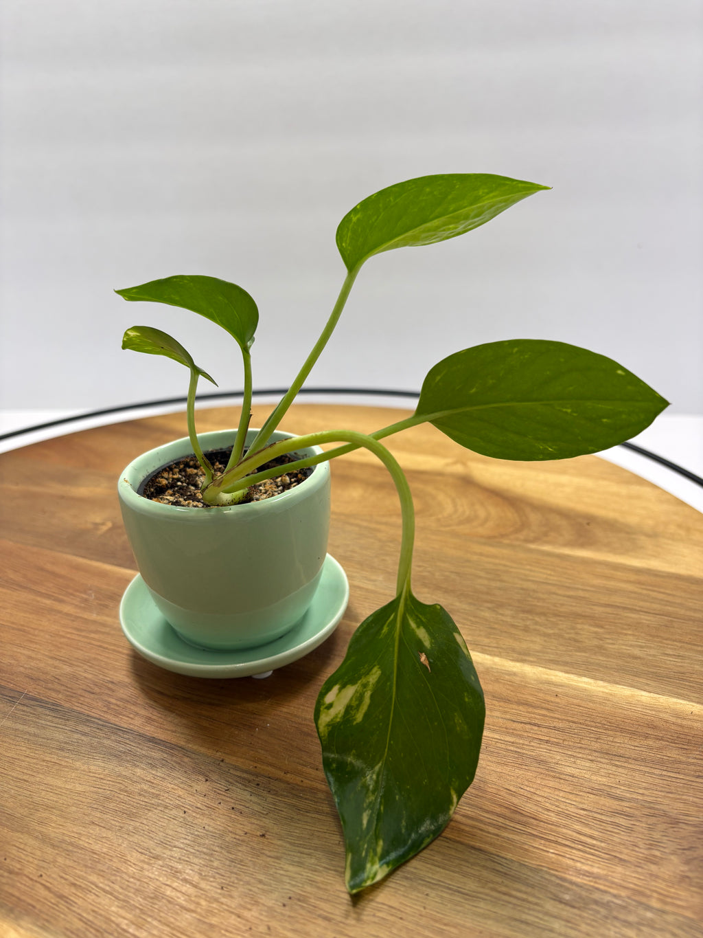🌿 Mini Golden Pothos – 1.5” Nursery Pot in Ceramic Teacup Planter 🌿