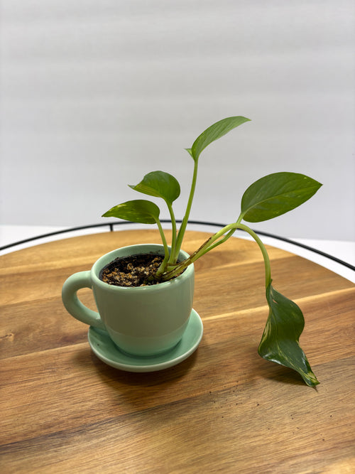 🌿 Mini Golden Pothos – 1.5” Nursery Pot in Ceramic Teacup Planter 🌿