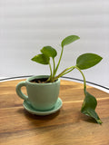 🌿 Mini Golden Pothos – 1.5” Nursery Pot in Ceramic Teacup Planter 🌿