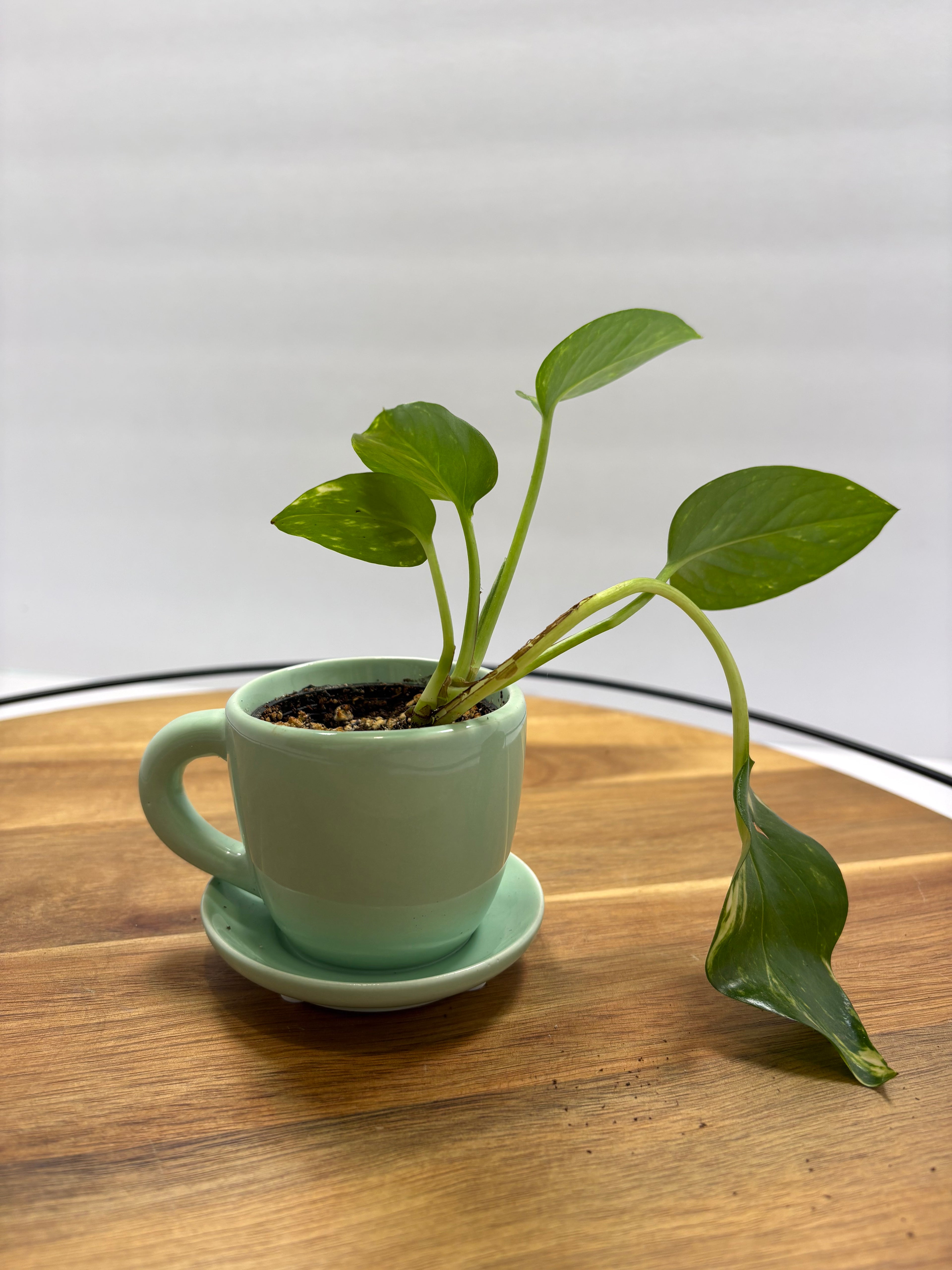 🌿 Mini Golden Pothos – 1.5” Nursery Pot in Ceramic Teacup Planter 🌿