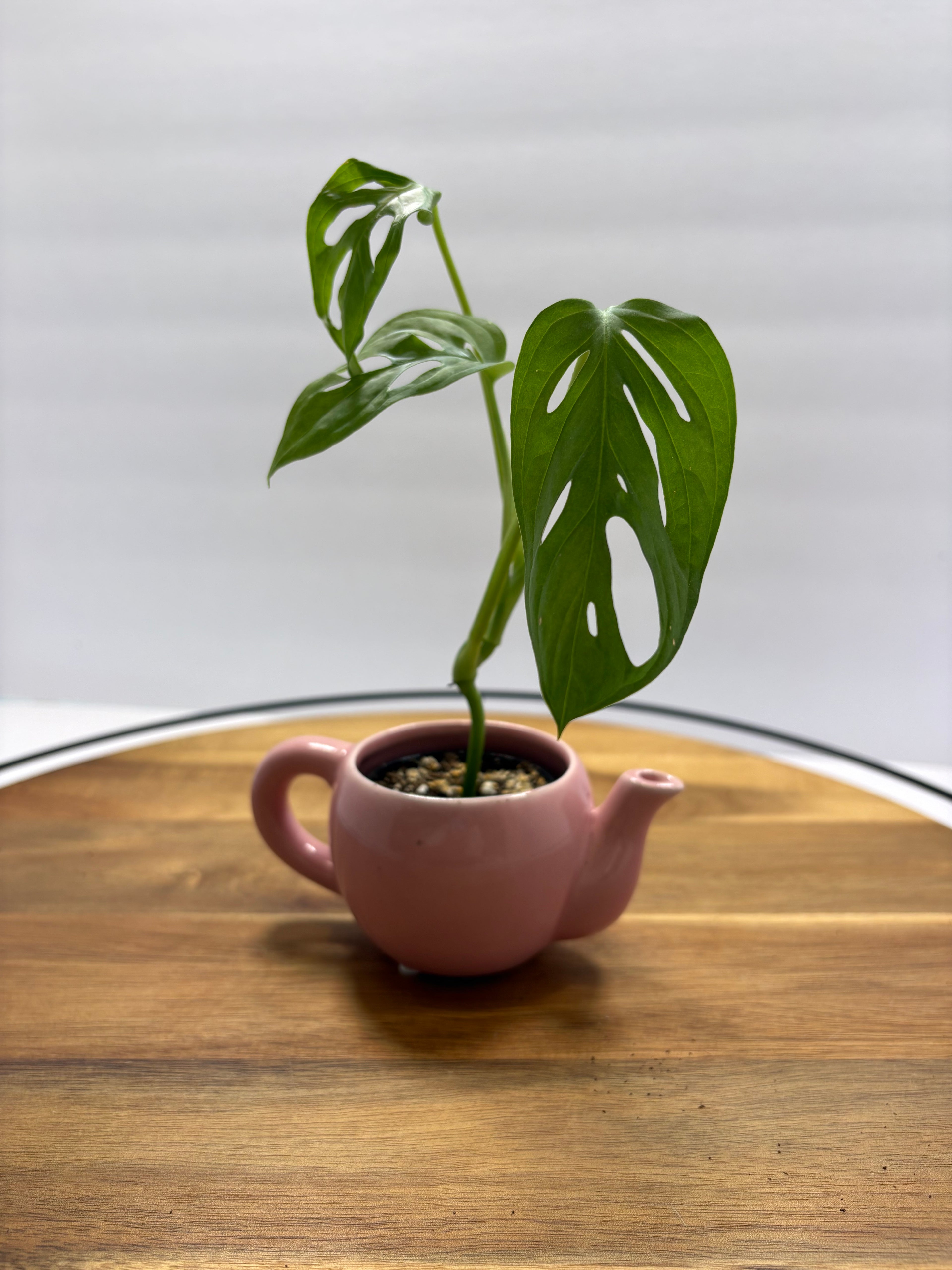 🌿 Mini Swiss Cheese Plant (Monstera adansonii) – Teapot Planter 🌿