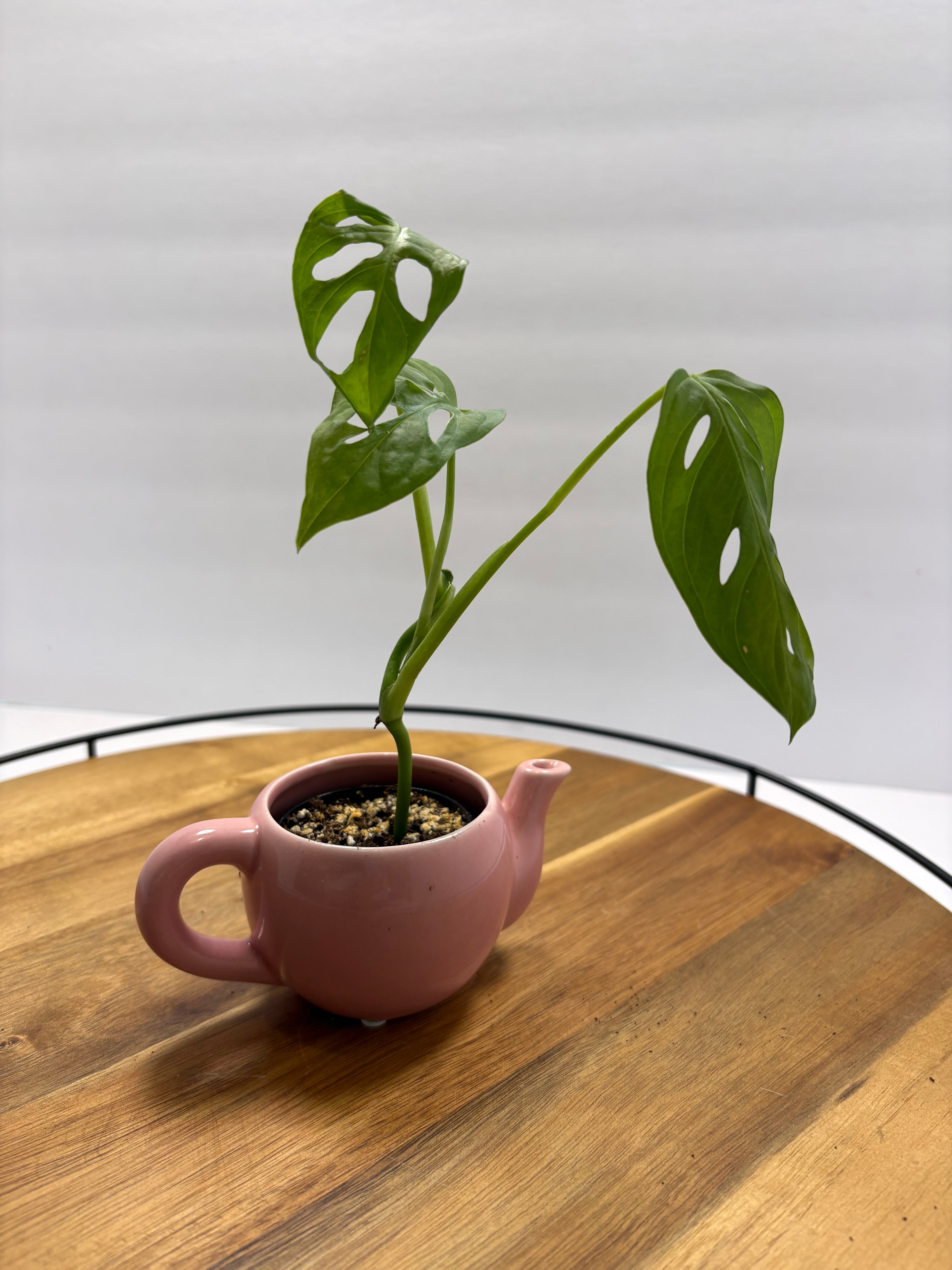 🌿 Mini Swiss Cheese Plant (Monstera adansonii) – Teapot Planter 🌿