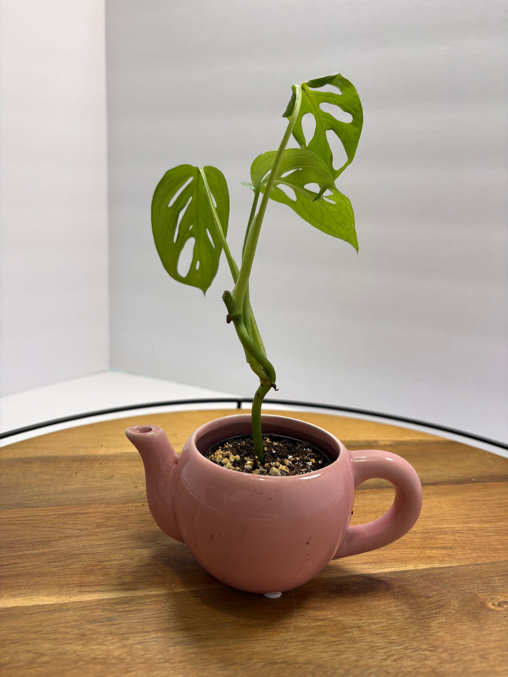 🌿 Mini Swiss Cheese Plant (Monstera adansonii) – Teapot Planter 🌿
