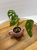 🌿 Mini Swiss Cheese Plant (Monstera adansonii) – Teapot Planter 🌿