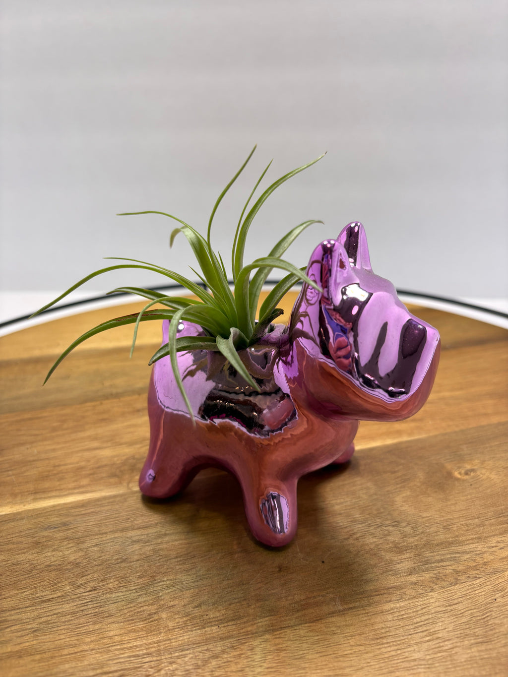 🌿 Air Plants (Tillandsia) – Ceramic Dog Holders 🌿