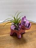 🌿 Air Plants (Tillandsia) – Ceramic Dog Holders 🌿