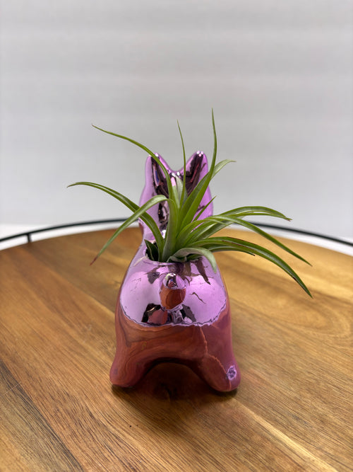 🌿 Air Plants (Tillandsia) – Ceramic Dog Holders 🌿