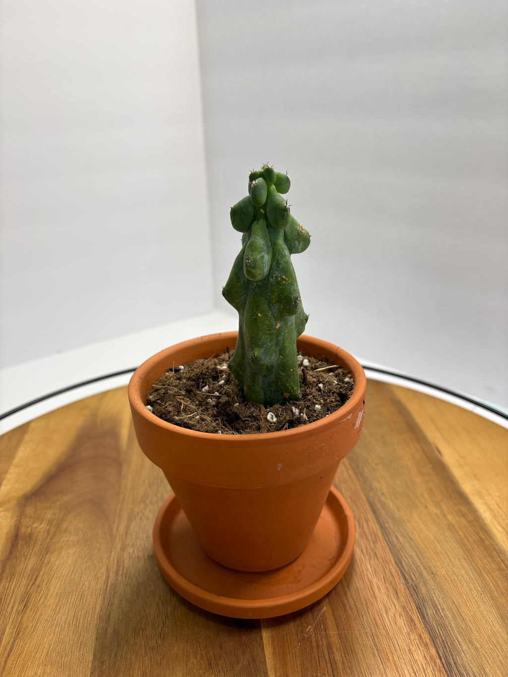 🌵✨ Boobie Cactus (Myrtillocactus geometrizans ‘Fukurokuryuzinboku’) ✨🌵
