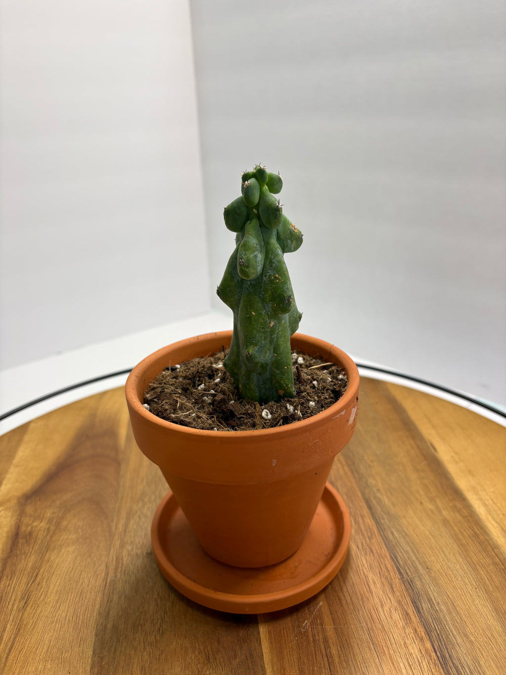 🌵✨ Boobie Cactus (Myrtillocactus geometrizans ‘Fukurokuryuzinboku’) ✨🌵