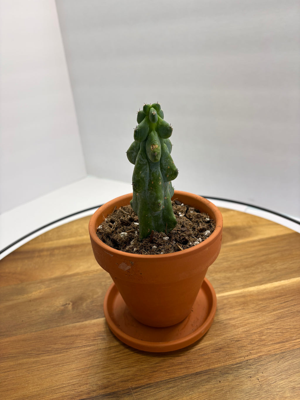 🌵✨ Boobie Cactus (Myrtillocactus geometrizans ‘Fukurokuryuzinboku’) ✨🌵