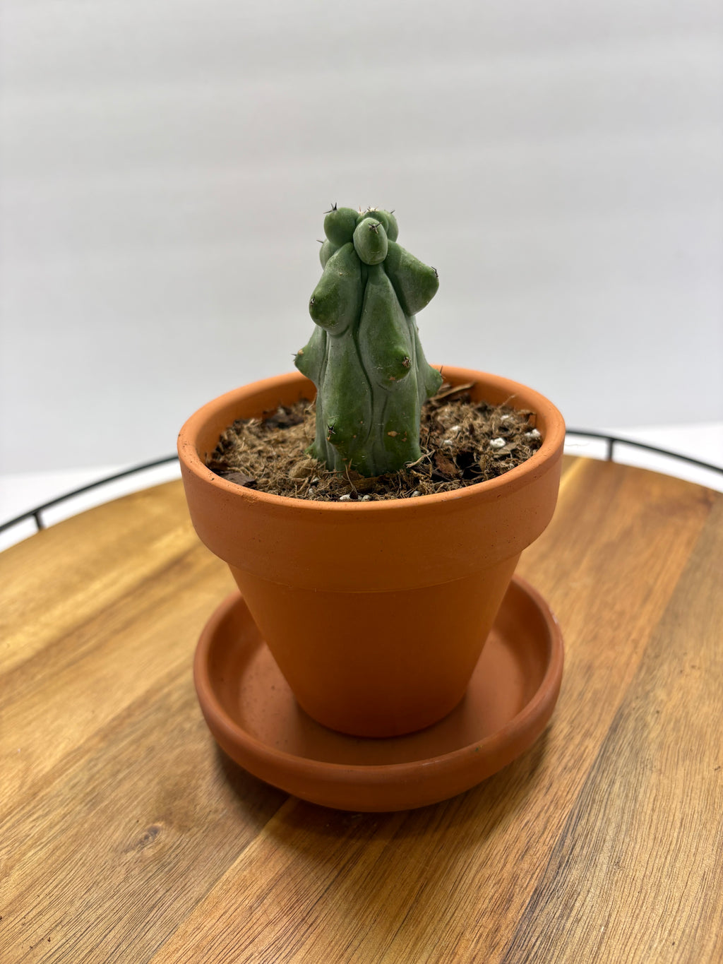 🌵✨ Boobie Cactus (Myrtillocactus geometrizans ‘Fukurokuryuzinboku’) ✨🌵
