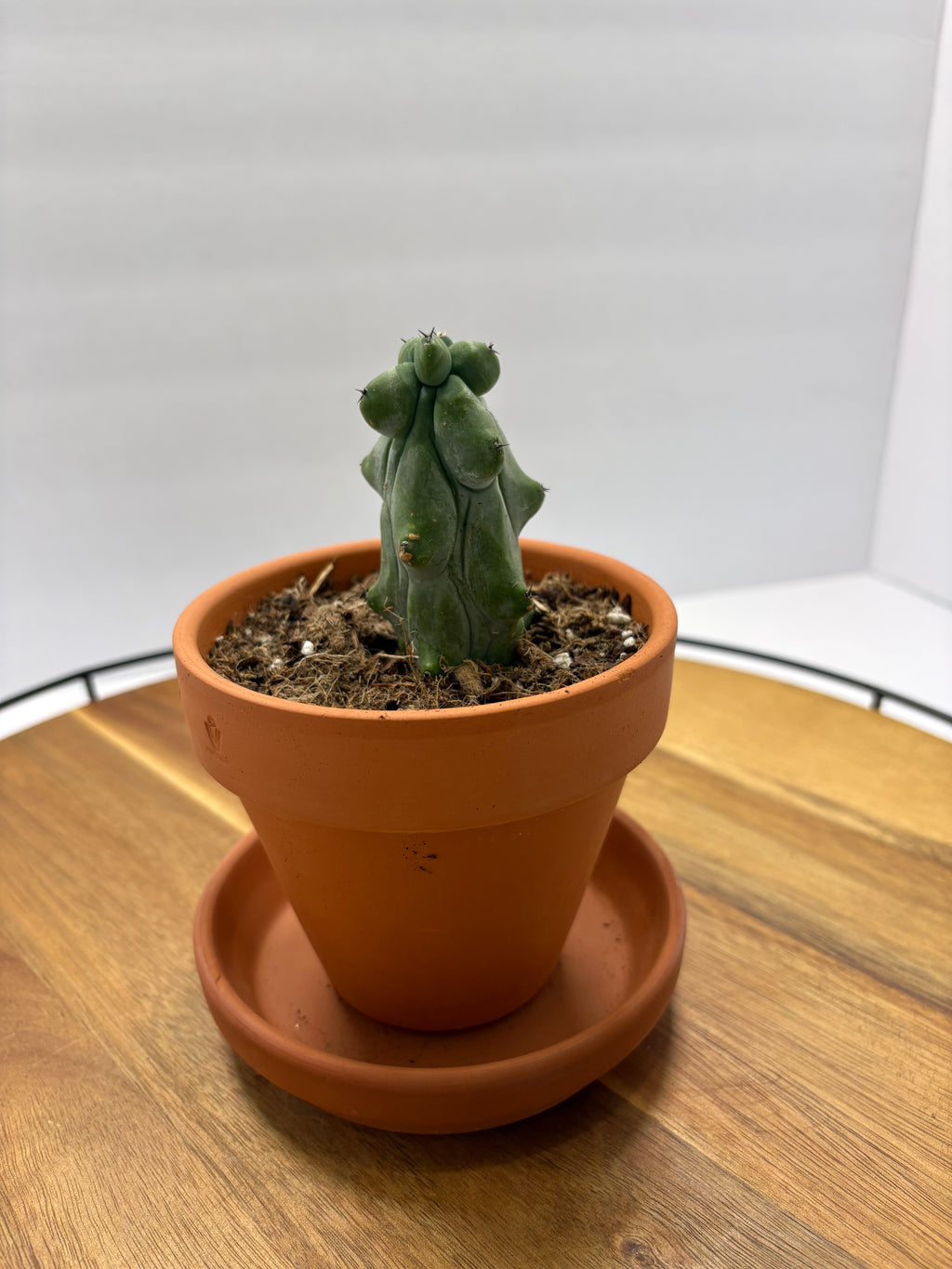🌵✨ Boobie Cactus (Myrtillocactus geometrizans ‘Fukurokuryuzinboku’) ✨🌵