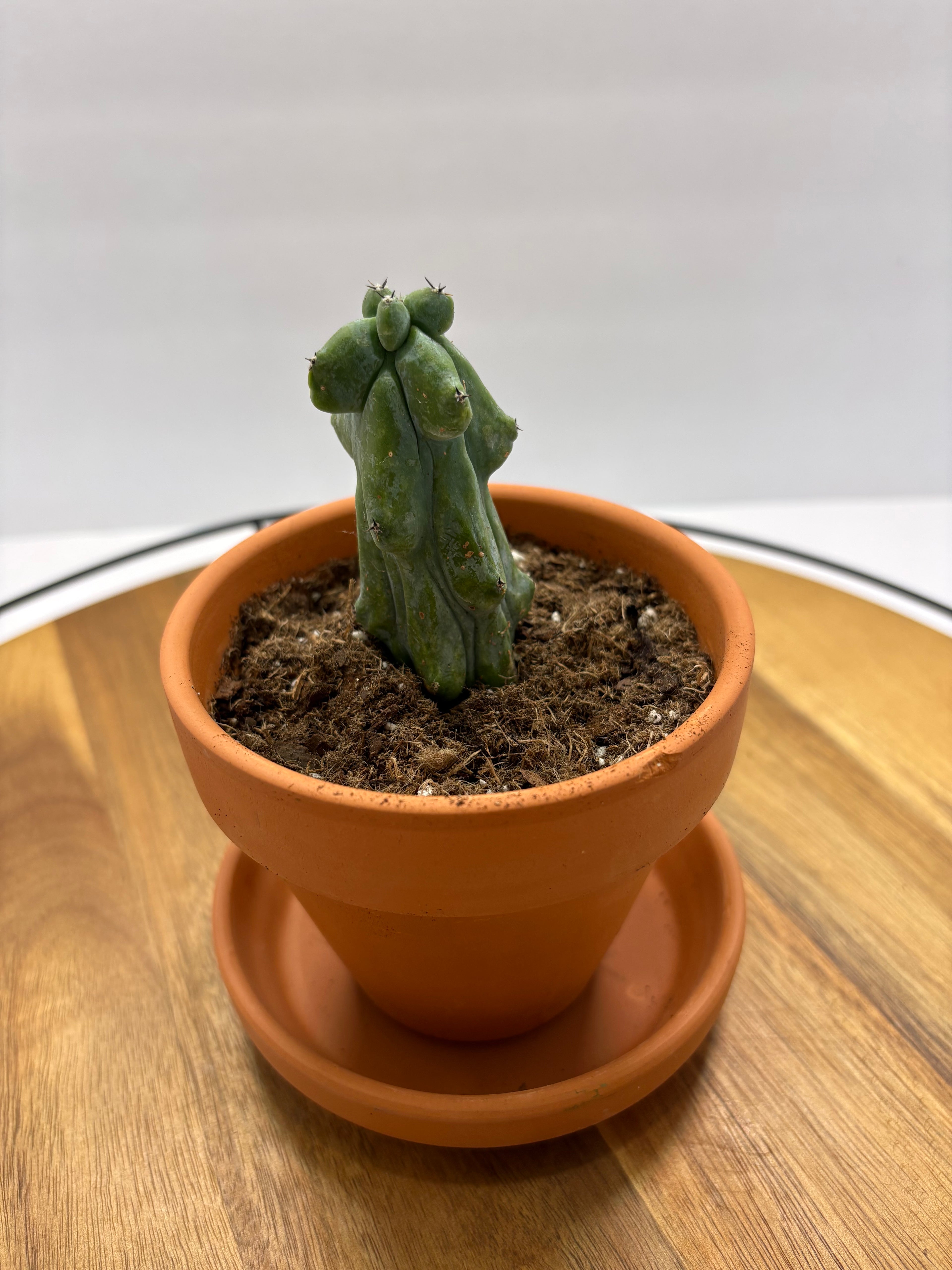🌵✨ Boobie Cactus (Myrtillocactus geometrizans ‘Fukurokuryuzinboku’) ✨🌵