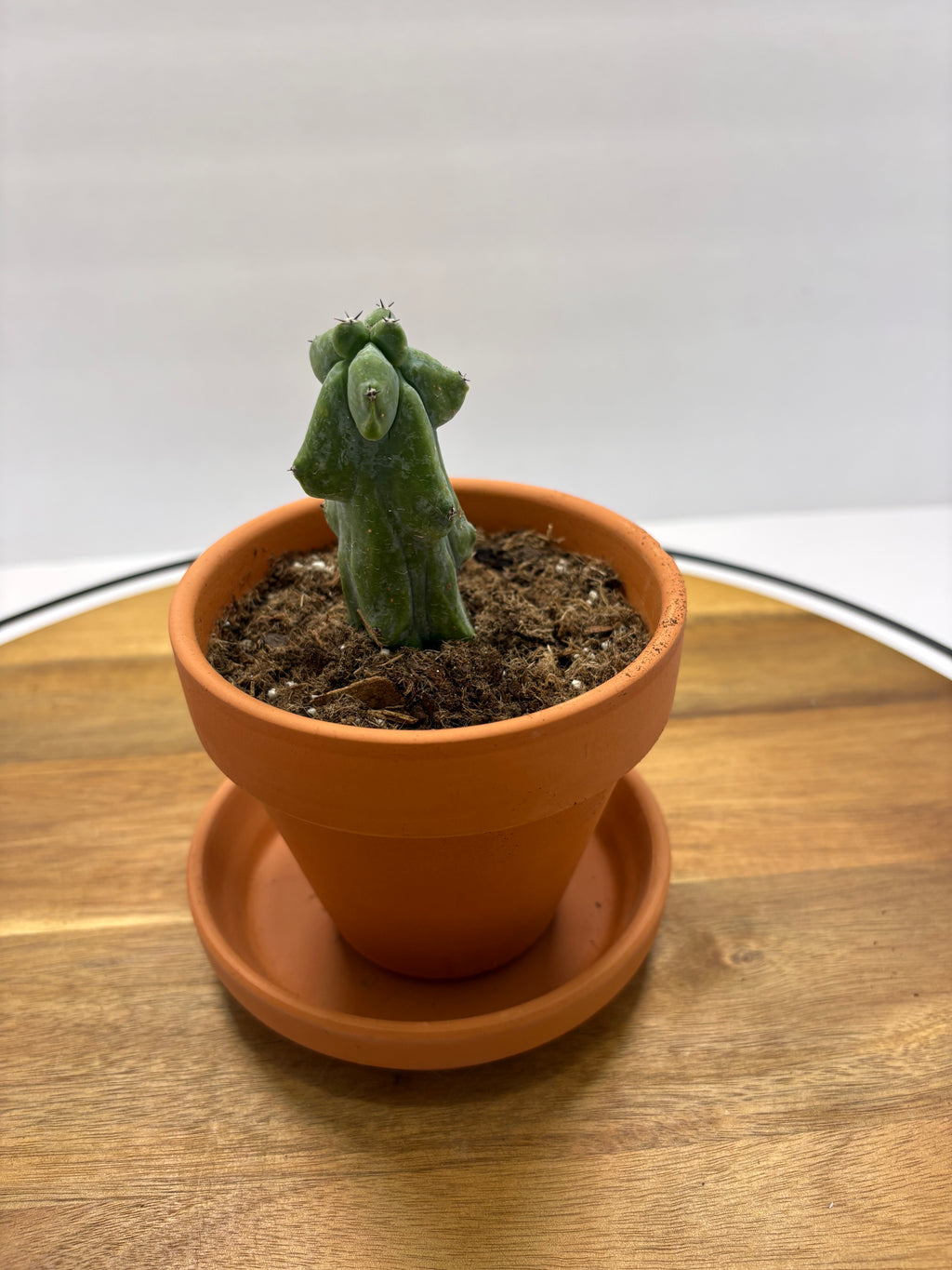 🌵✨ Boobie Cactus (Myrtillocactus geometrizans ‘Fukurokuryuzinboku’) ✨🌵