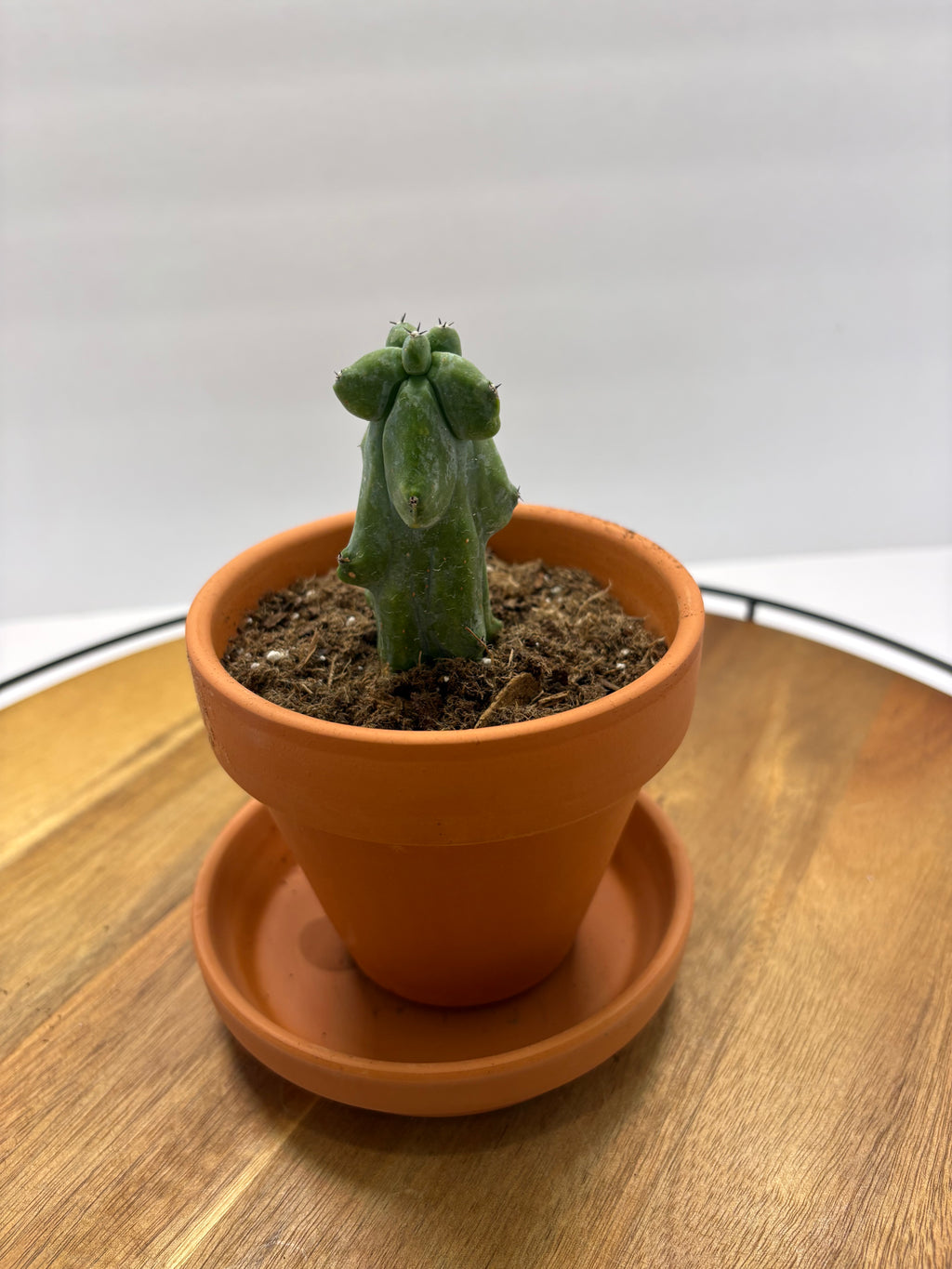 🌵✨ Boobie Cactus (Myrtillocactus geometrizans ‘Fukurokuryuzinboku’) ✨🌵