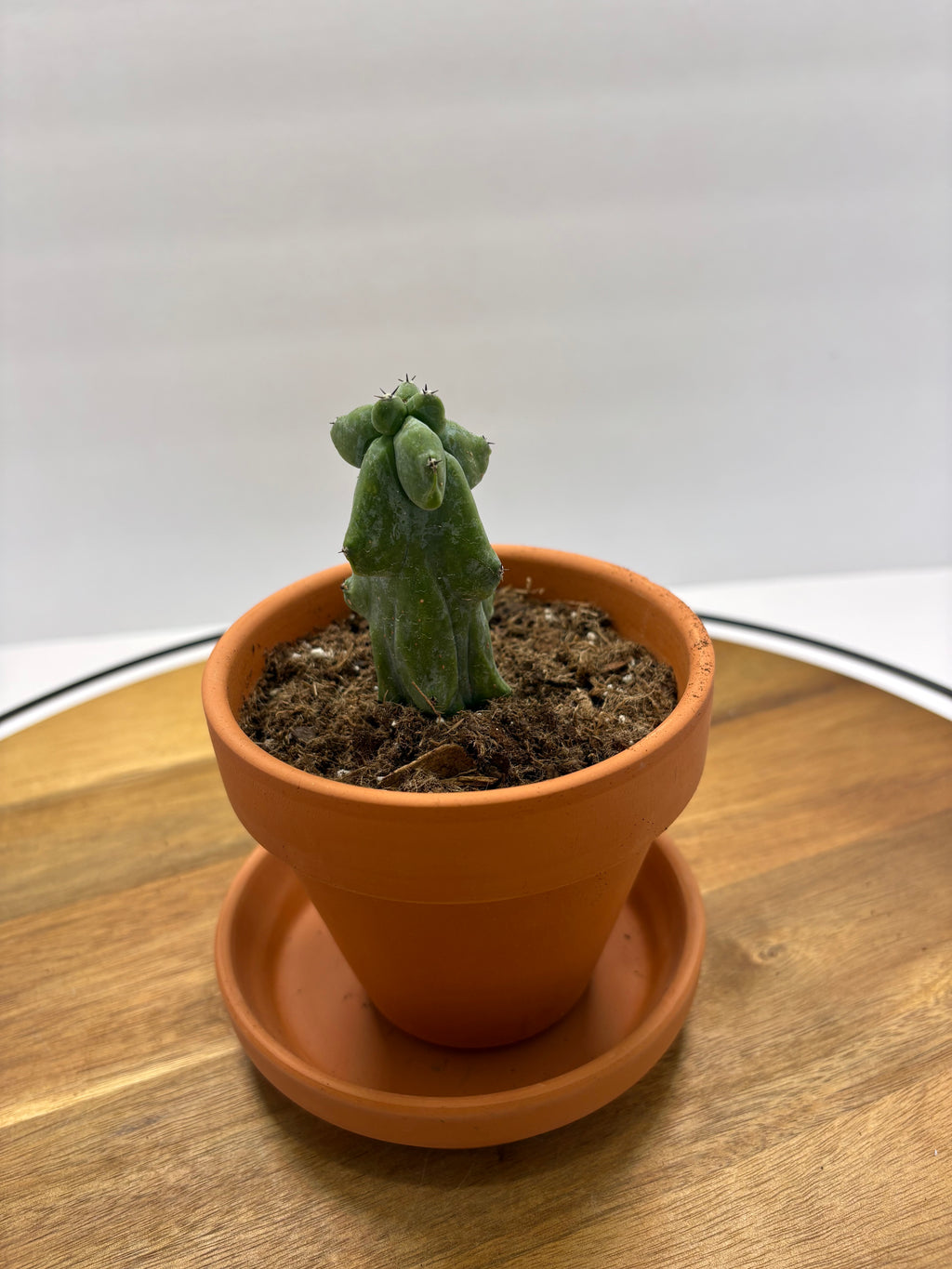 🌵✨ Boobie Cactus (Myrtillocactus geometrizans ‘Fukurokuryuzinboku’) ✨🌵