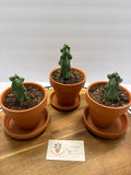 🌵✨ Boobie Cactus (Myrtillocactus geometrizans ‘Fukurokuryuzinboku’) ✨🌵