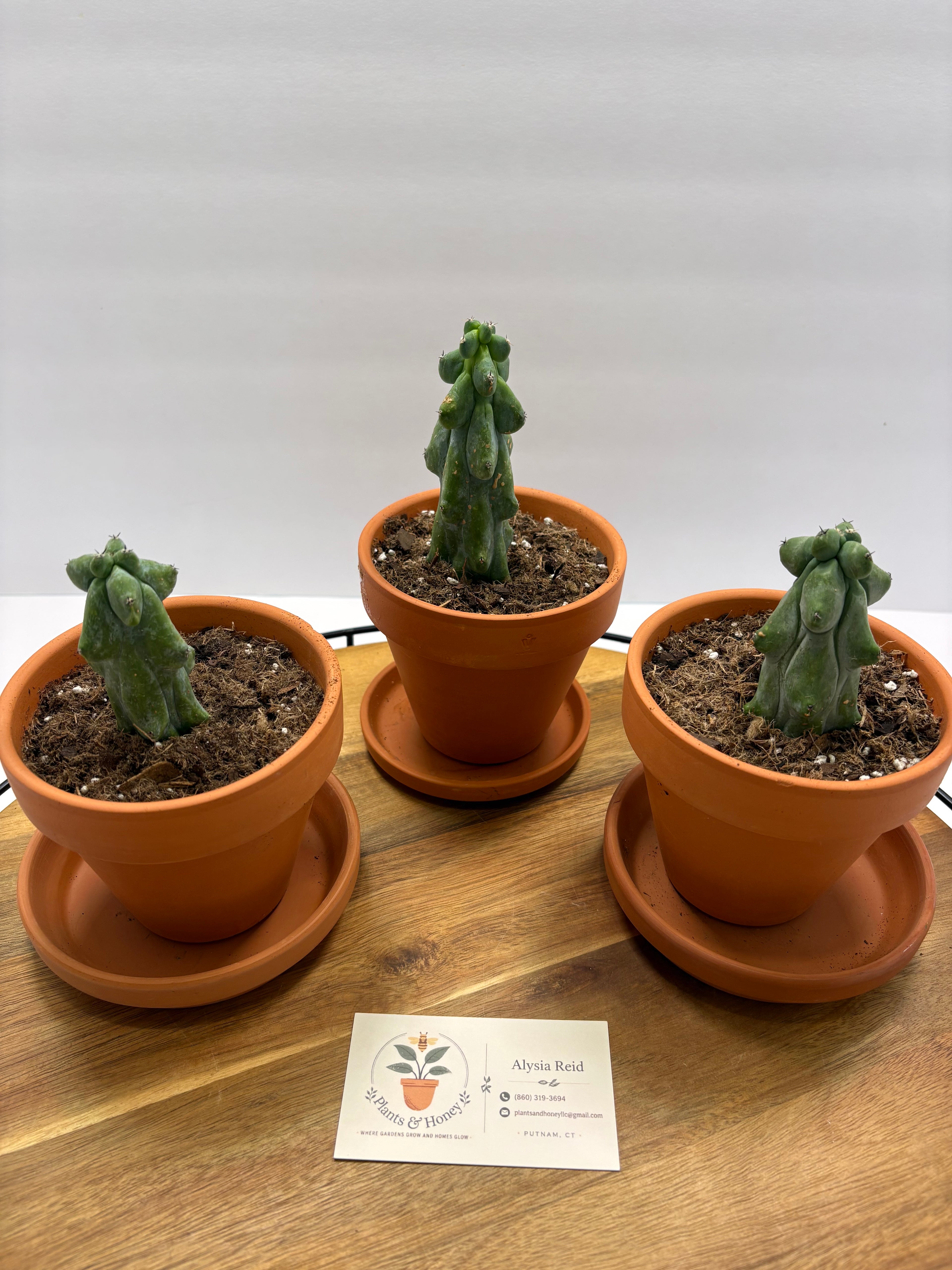 🌵✨ Boobie Cactus (Myrtillocactus geometrizans ‘Fukurokuryuzinboku’) ✨🌵