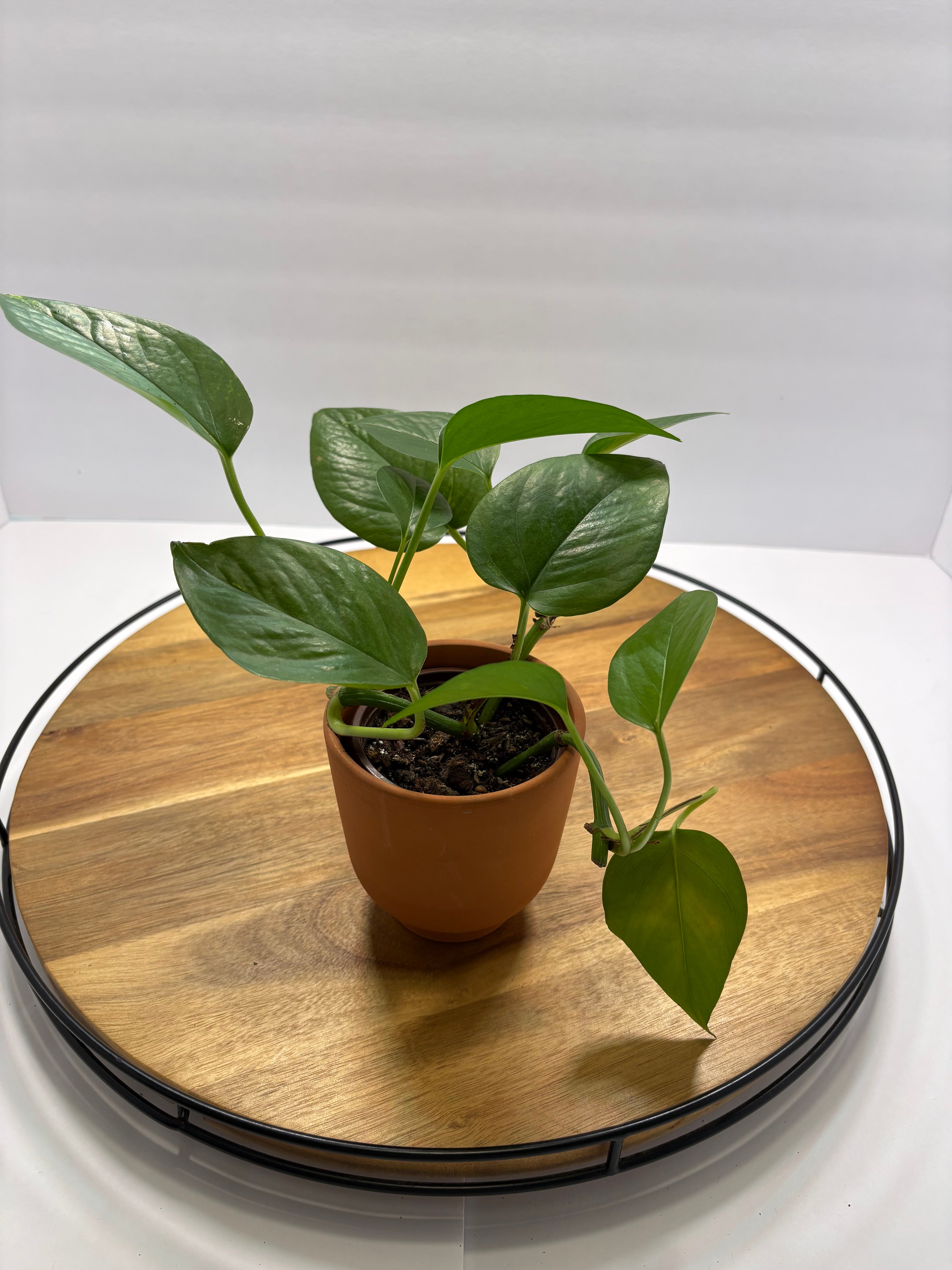 🪴Mature Golden Pothos 🪴