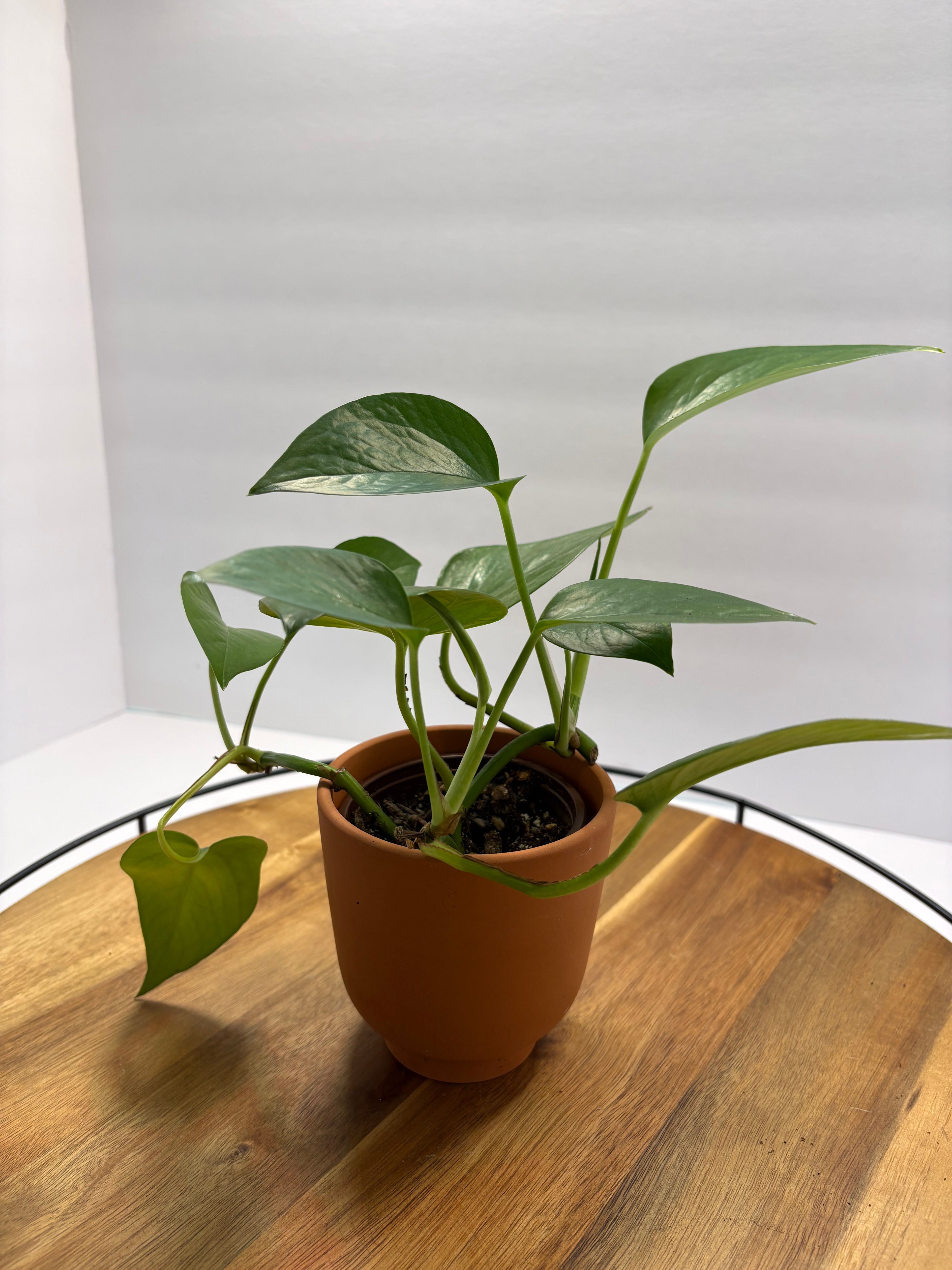 🪴Mature Golden Pothos 🪴