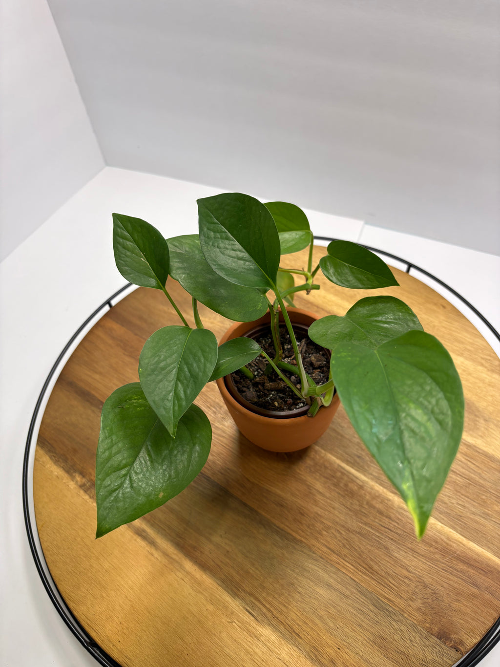 🪴Mature Golden Pothos 🪴