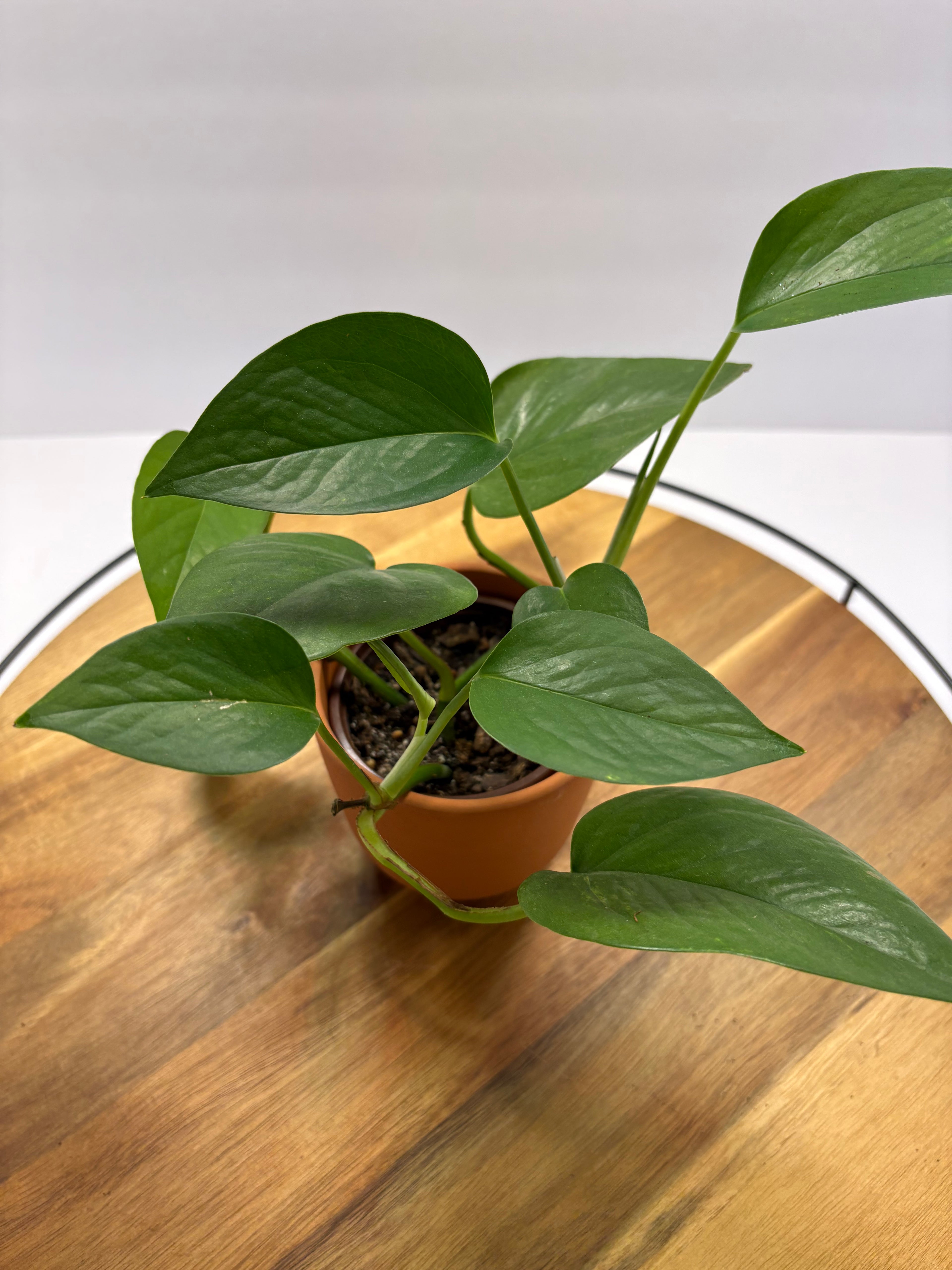 🪴Mature Golden Pothos 🪴
