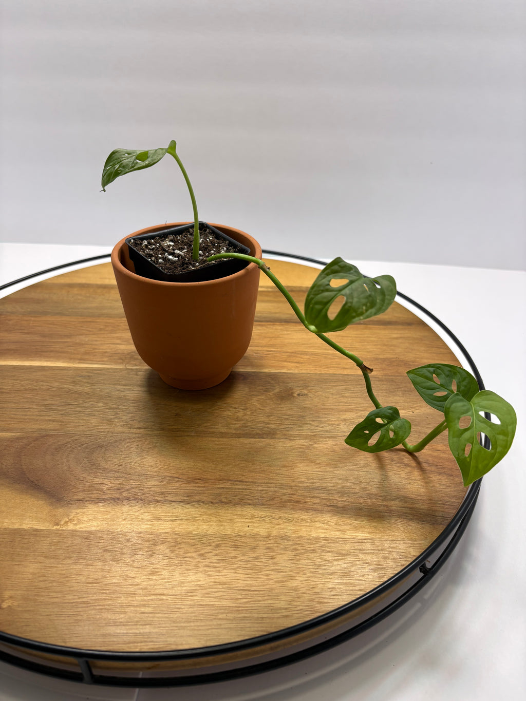 🌿 Swiss Cheese Plant (Monstera adansonii) 🌿