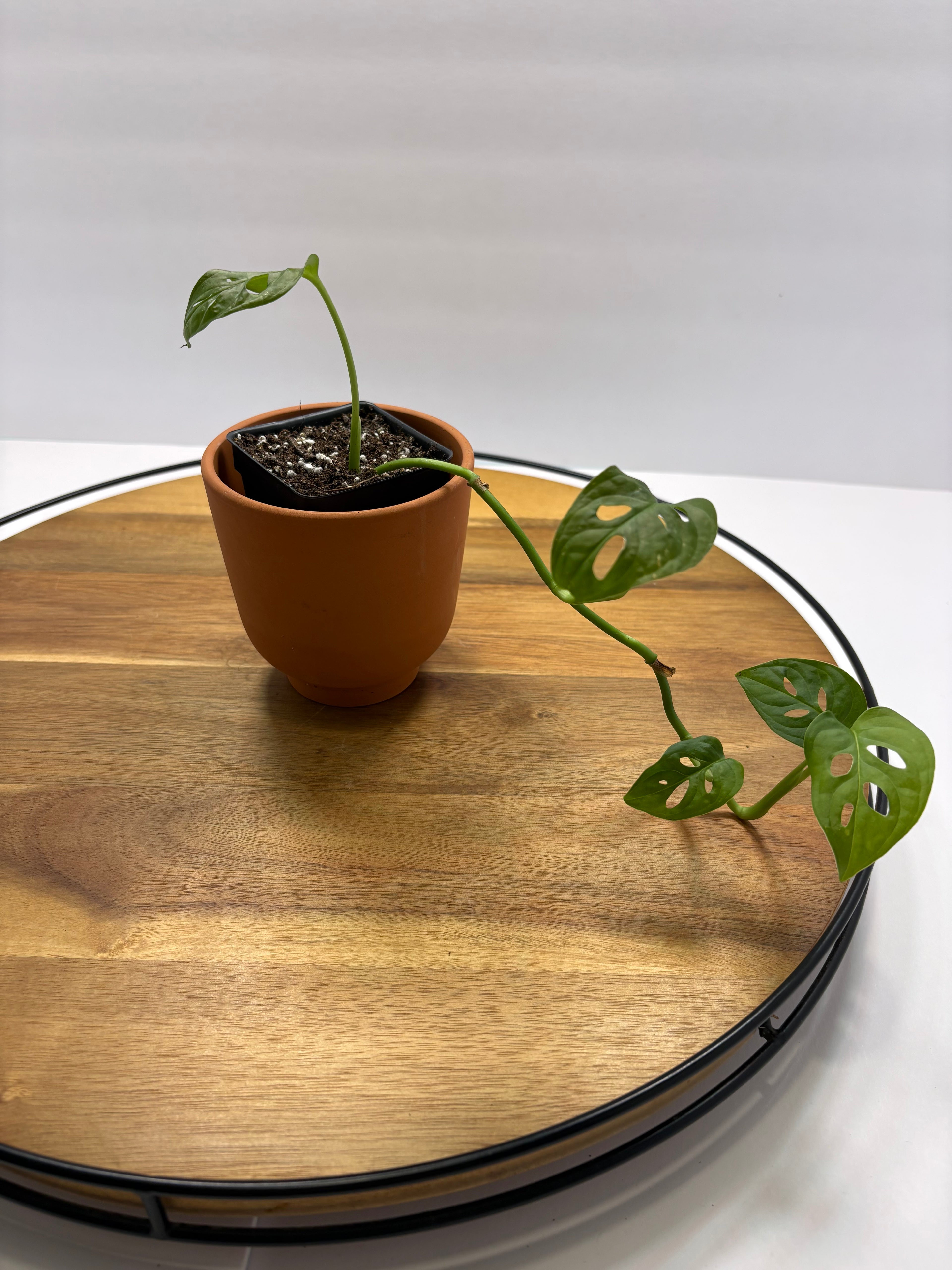 🌿 Swiss Cheese Plant (Monstera adansonii) 🌿