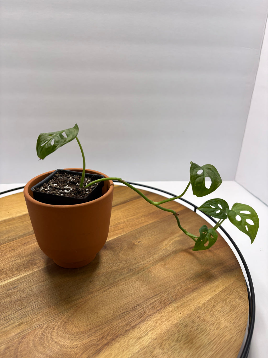 🌿 Swiss Cheese Plant (Monstera adansonii) 🌿