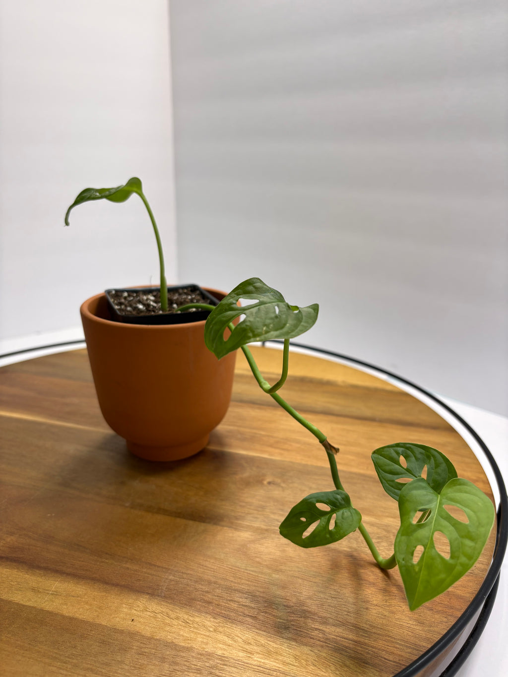🌿 Swiss Cheese Plant (Monstera adansonii) 🌿