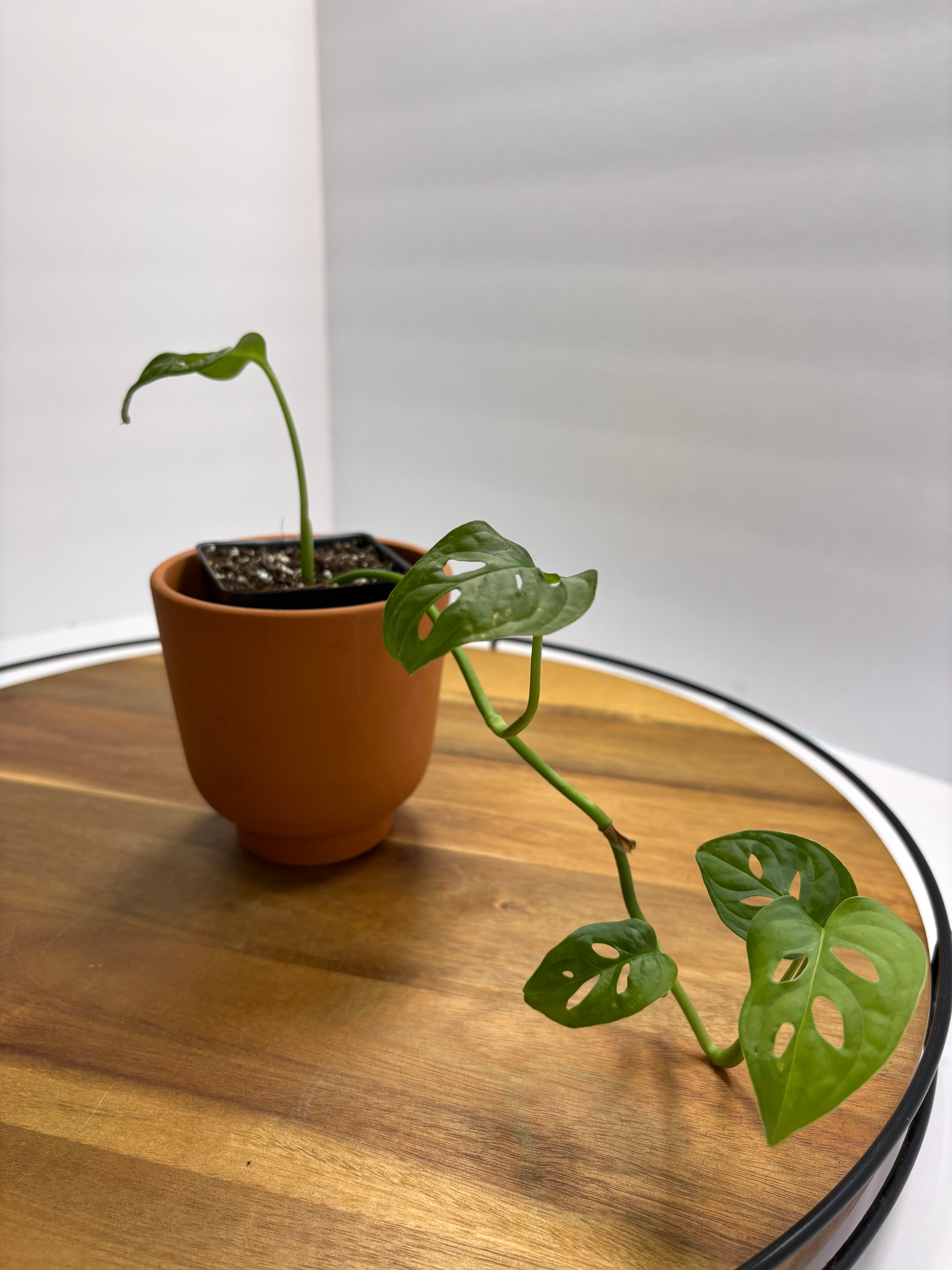 🌿 Swiss Cheese Plant (Monstera adansonii) 🌿