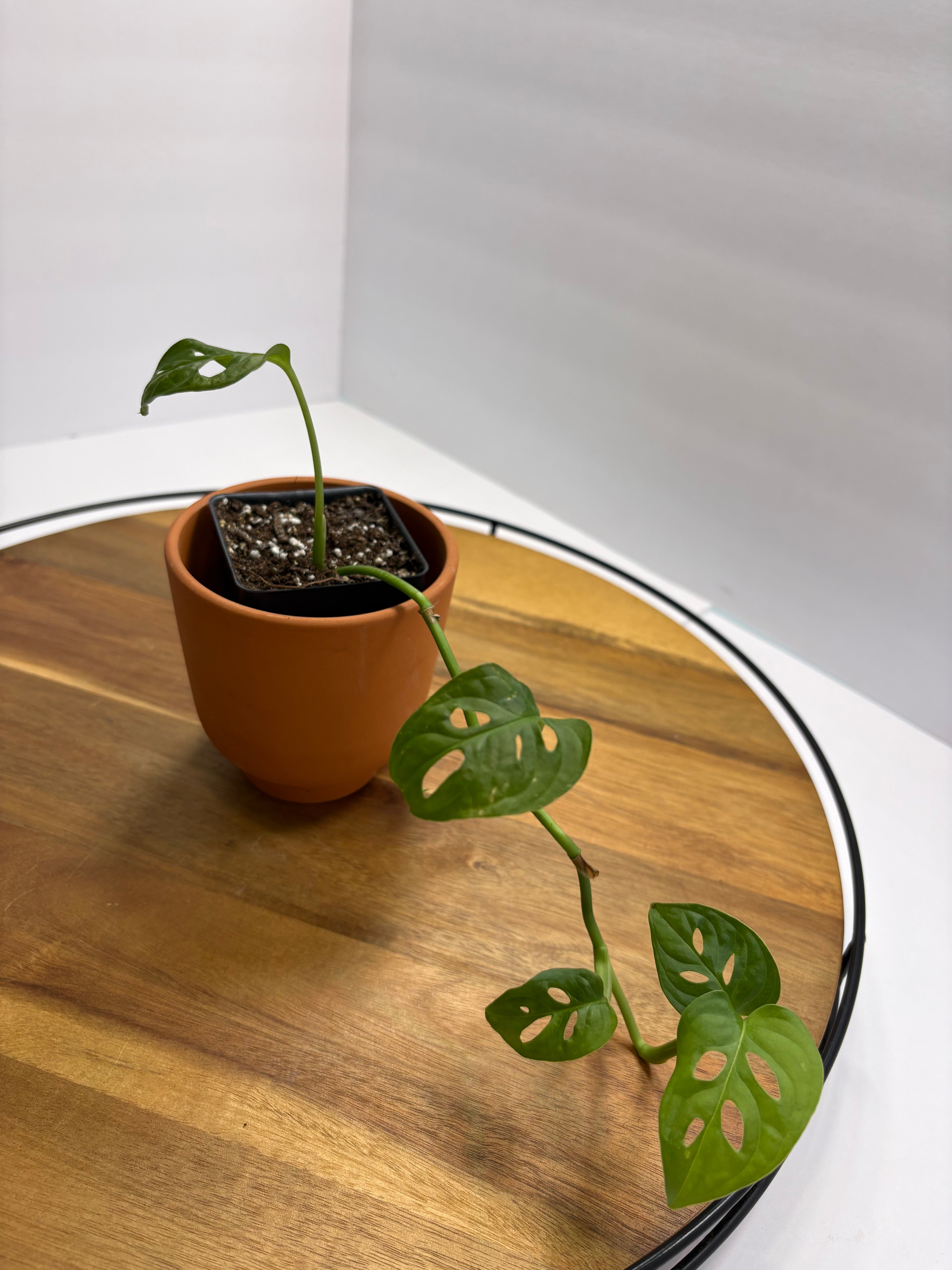 🌿 Swiss Cheese Plant (Monstera adansonii) 🌿