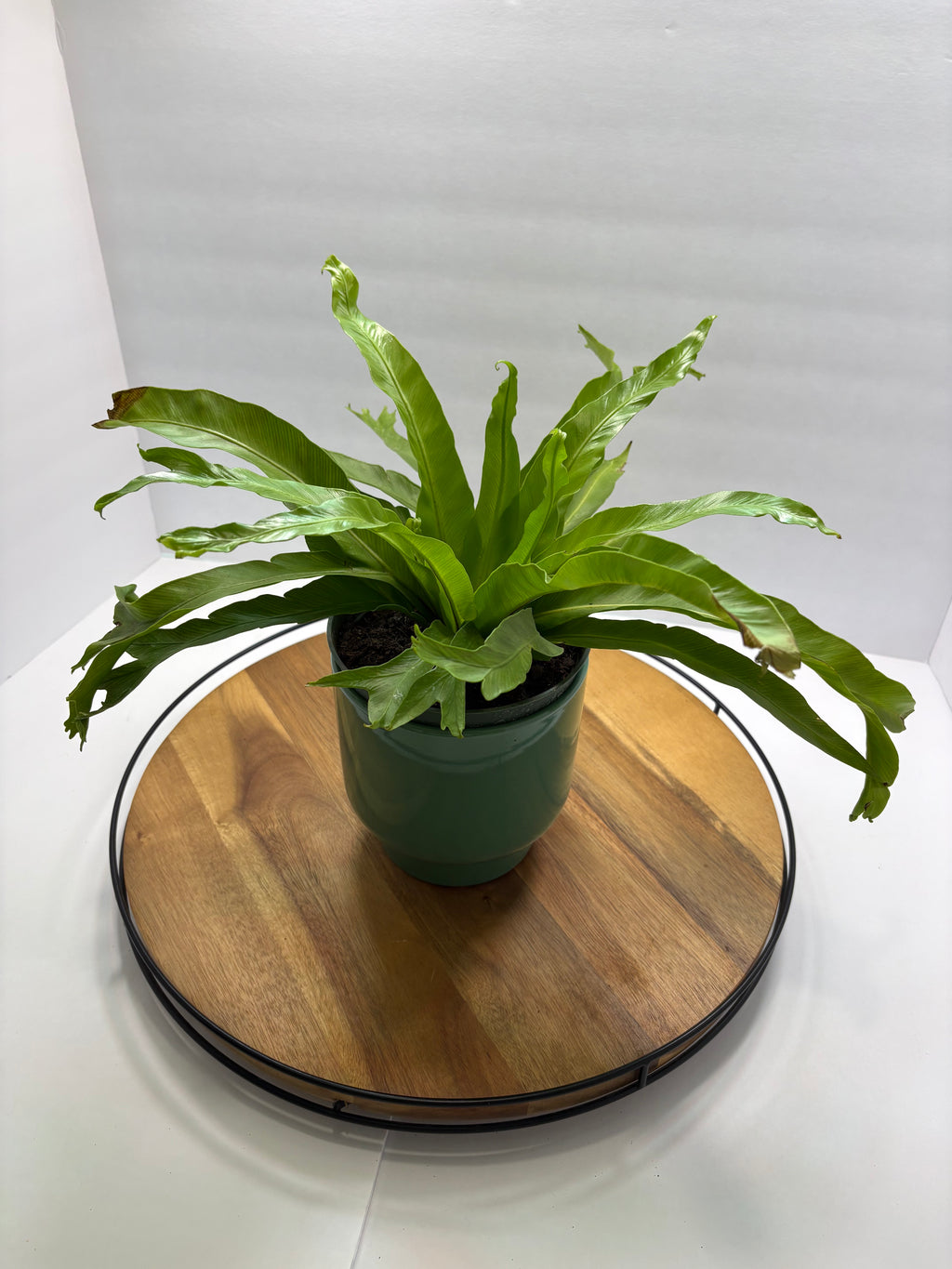 🌿 6” Bird’s Nest Fern – Lush Tropical Houseplant 🌿