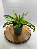 🌿 6” Bird’s Nest Fern – Lush Tropical Houseplant 🌿