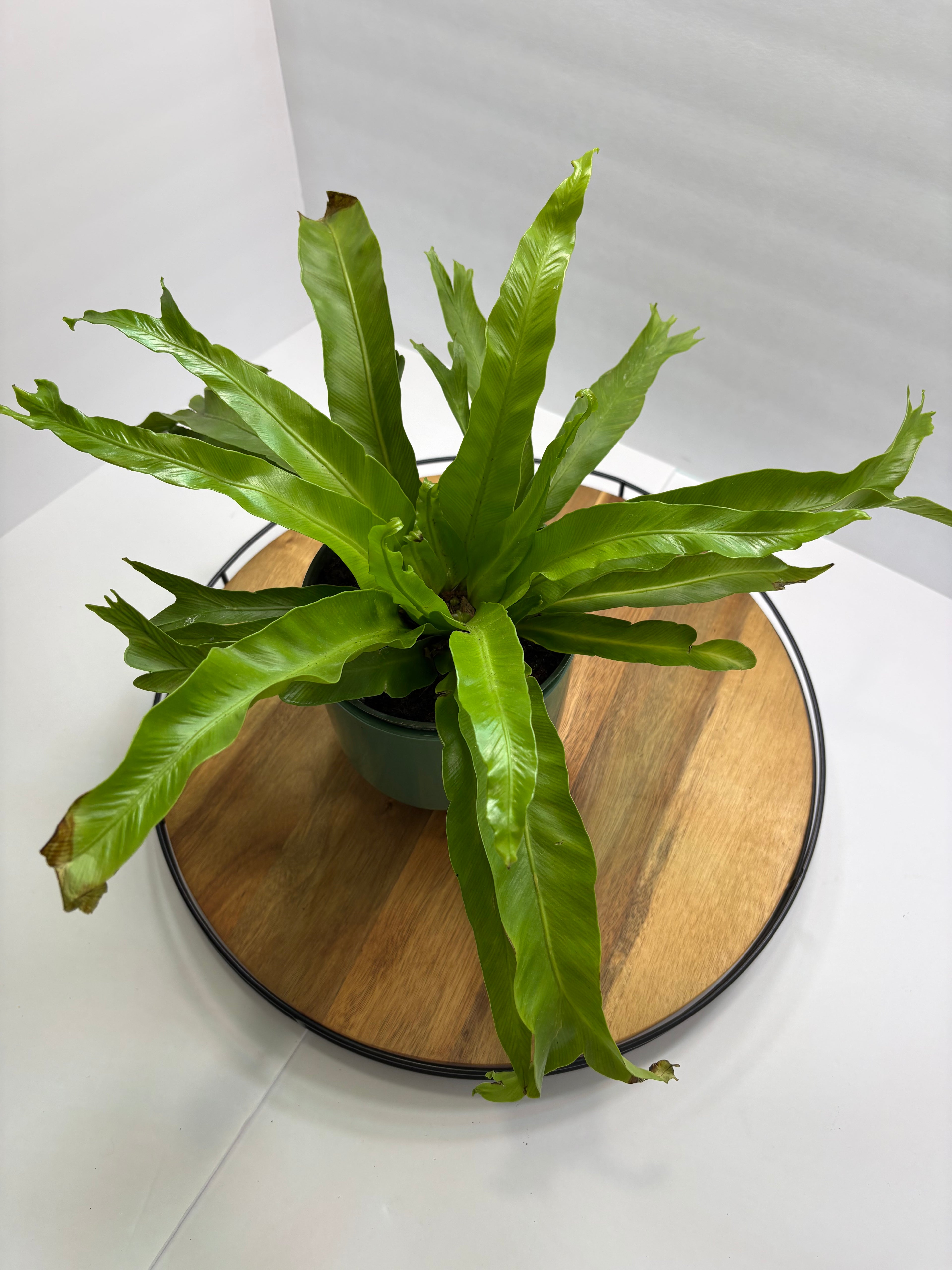 🌿 6” Bird’s Nest Fern – Lush Tropical Houseplant 🌿