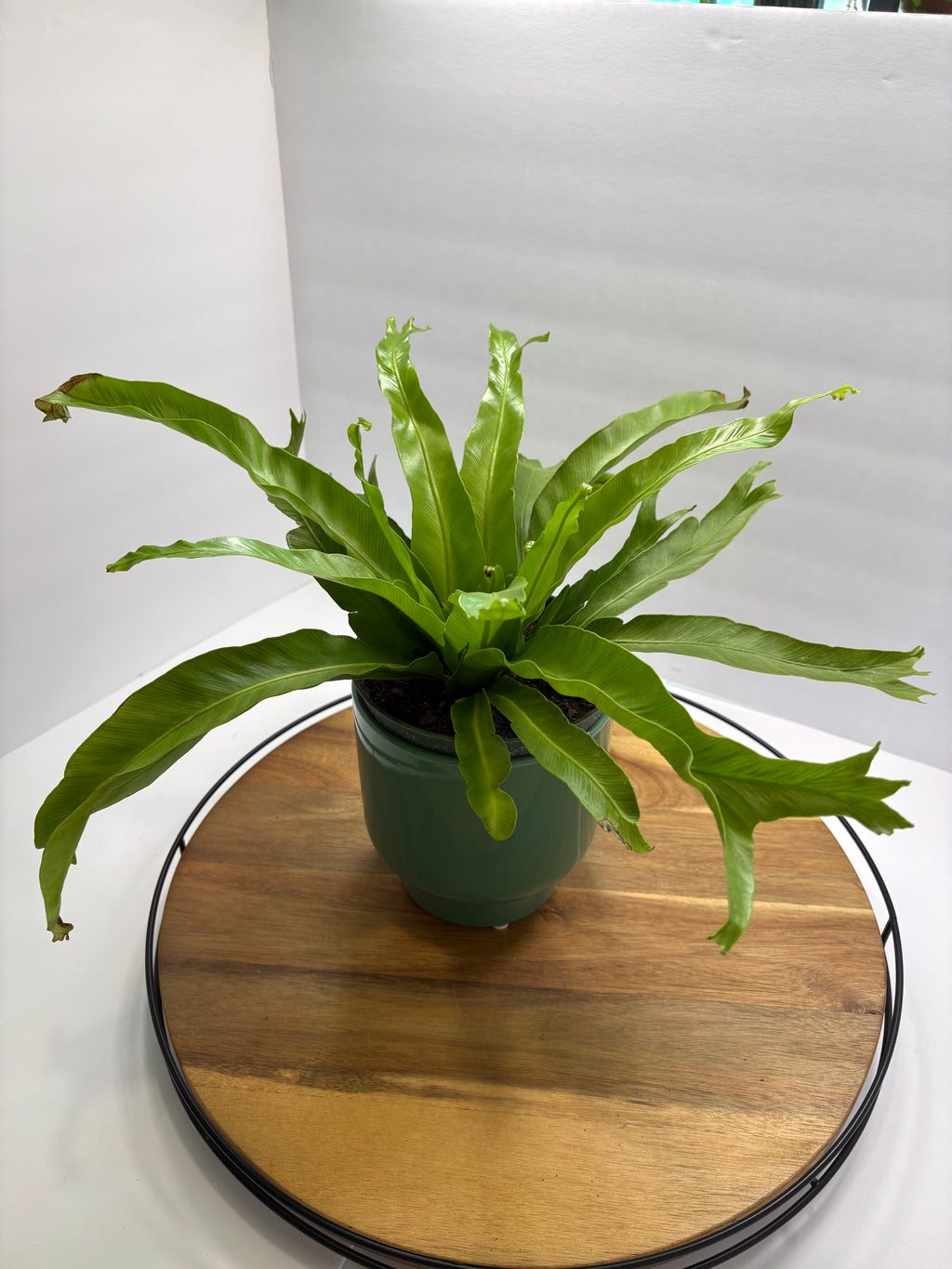 🌿 6” Bird’s Nest Fern – Lush Tropical Houseplant 🌿