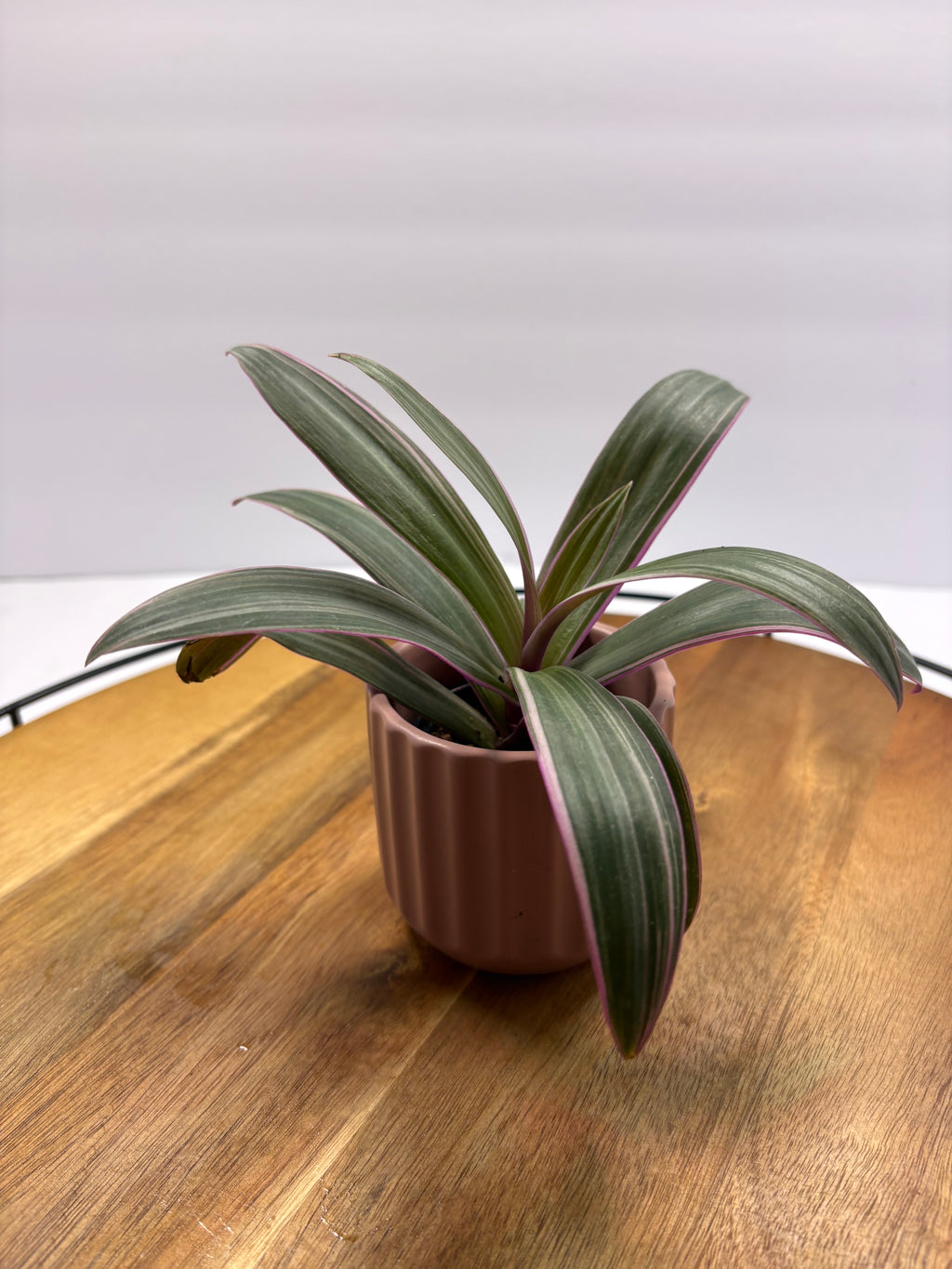 🌿Oyster Plant (Tradescantia spathacea)🌿