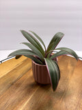 🌿Oyster Plant (Tradescantia spathacea)🌿