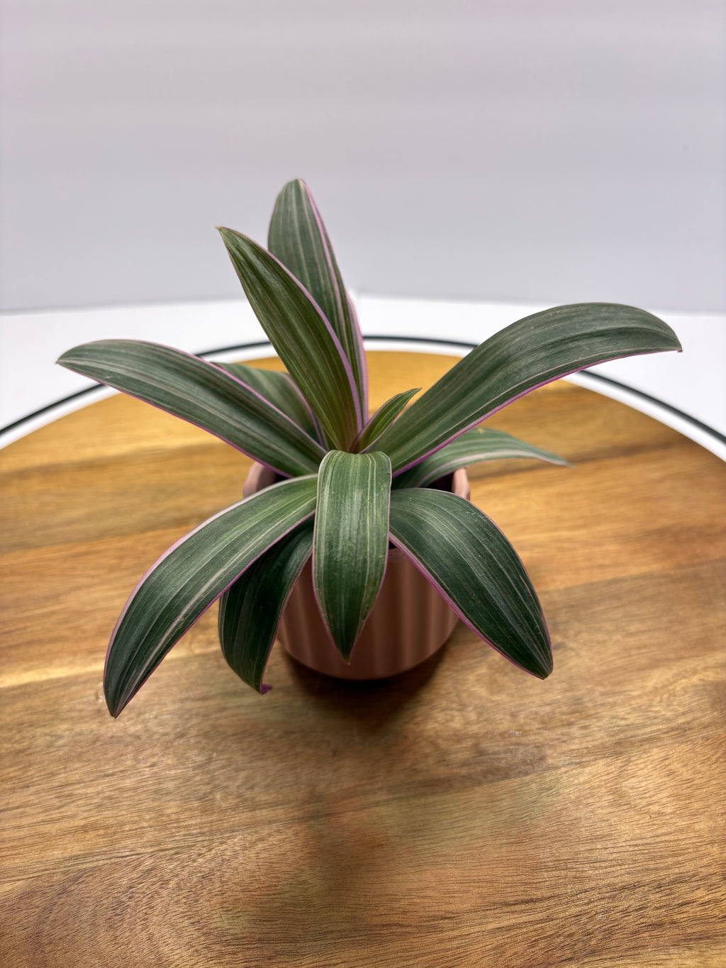 🌿Oyster Plant (Tradescantia spathacea)🌿