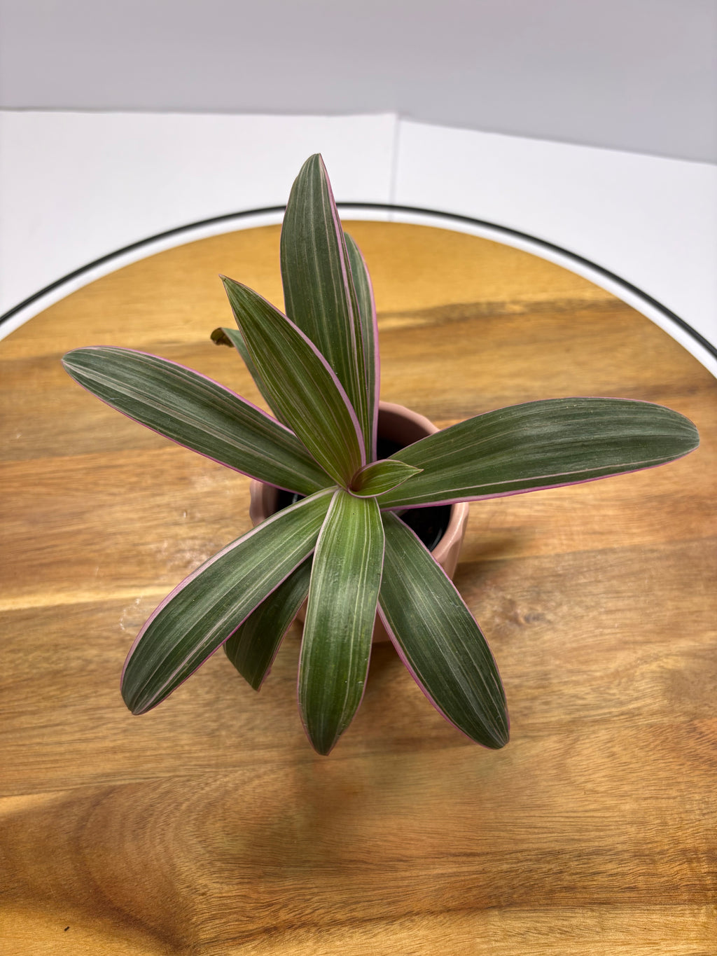🌿Oyster Plant (Tradescantia spathacea)🌿